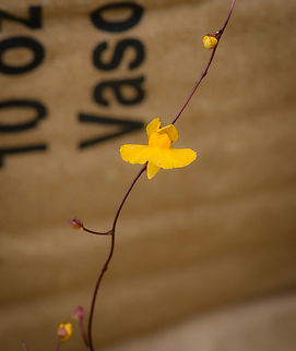 Utricularia triloba, Guapi, Colombia After landing in Guapi airport, our guide Manuel searched the grasses next to the airstrip for carnivorous plants, despite it being full of soldiers due to an upcoming vice-presidential visit. He managed to collect 3 separate species of Utricularia, which are extraordinary plants due to their sophisticated traps.
https://www.jungledragon.com/image/146456/utricularia_juncea_guapi_colombia.html
https://www.jungledragon.com/image/146459/utricularia_pusilla_guapi_colombia.html Cauca,Colombia,Colombia 2022,Geotagged,South America,Summer,Timbiquí,Utricularia triloba,World