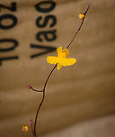Utricularia triloba, Guapi, Colombia After landing in Guapi airport, our guide Manuel searched the grasses next to the airstrip for carnivorous plants, despite it being full of soldiers due to an upcoming vice-presidential visit. He managed to collect 3 separate species of Utricularia, which are extraordinary plants due to their sophisticated traps.<br />
https://www.jungledragon.com/image/146456/utricularia_juncea_guapi_colombia.html<br />
https://www.jungledragon.com/image/146459/utricularia_pusilla_guapi_colombia.html Cauca,Colombia,Colombia 2022,Geotagged,South America,Summer,Timbiquí,Utricularia triloba,World