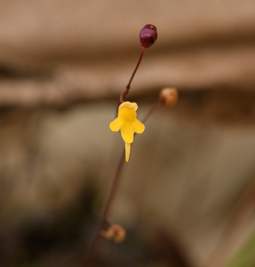 Utricularia pusilla, Guapi, Colombia After landing in Guapi airport, our guide Manuel searched the grasses next to the airstrip for carnivorous plants, despite it being full of soldiers due to an upcoming vice-presidential visit. He managed to collect 3 separate species of Utricularia, which are extraordinary plants due to their sophisticated traps.<br />
<figure class="photo"><a href="https://www.jungledragon.com/image/146456/utricularia_juncea_guapi_colombia.html" title="Utricularia juncea, Guapi, Colombia"><img src="https://s3.amazonaws.com/media.jungledragon.com/images/2/146456_thumb.jpg?AWSAccessKeyId=05GMT0V3GWVNE7GGM1R2&Expires=1759968010&Signature=PtweMB6uuDGNfpYznJ%2BH9vym6E0%3D" width="200" height="158" alt="Utricularia juncea, Guapi, Colombia After landing in Guapi airport, our guide Manuel searched the grasses next to the airstrip for carnivorous plants, despite it being full of soldiers due to an upcoming vice-presidential visit. He managed to collect 3 separate species of Utricularia, which are extraordinary plants due to their sophisticated traps.<br />
https://www.jungledragon.com/image/146458/utricularia_triloba_guapi_colombia.html<br />
https://www.jungledragon.com/image/146459/utricularia_pusilla_guapi_colombia.html Cauca,Colombia,Colombia 2022,Geotagged,South America,Summer,Timbiquí,Utricularia juncea,World" /></a></figure><br />
<figure class="photo"><a href="https://www.jungledragon.com/image/146458/utricularia_triloba_guapi_colombia.html" title="Utricularia triloba, Guapi, Colombia"><img src="https://s3.amazonaws.com/media.jungledragon.com/images/2/146458_thumb.jpg?AWSAccessKeyId=05GMT0V3GWVNE7GGM1R2&Expires=1759968010&Signature=u3wAcSbtRYKRPQGQGW%2B1209t9lA%3D" width="128" height="152" alt="Utricularia triloba, Guapi, Colombia After landing in Guapi airport, our guide Manuel searched the grasses next to the airstrip for carnivorous plants, despite it being full of soldiers due to an upcoming vice-presidential visit. He managed to collect 3 separate species of Utricularia, which are extraordinary plants due to their sophisticated traps.<br />
https://www.jungledragon.com/image/146456/utricularia_juncea_guapi_colombia.html<br />
https://www.jungledragon.com/image/146459/utricularia_pusilla_guapi_colombia.html Cauca,Colombia,Colombia 2022,Geotagged,South America,Summer,Timbiquí,Utricularia triloba,World" /></a></figure> Cauca,Colombia,Colombia 2022,Geotagged,South America,Summer,Timbiquí,Utricularia pusilla,World