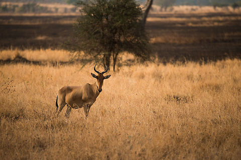 Cokes Hartebeest in Central Serengeti  Africa,Alcelaphus buselaphus cokii,Cokes Hartebeest,Serengeti Central,Serengeti National Park,Serengeti area,Tanzania