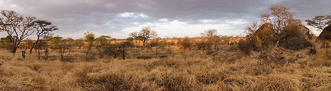 Central Serengeti camp site This is the site where we spent 2 nights, right in the middle of the bush. The tents are behind me here. This is a mobile camp which stays for a few months during the season. At the time of our arrival, we were the only guests out of 18 tents, having a staff of 8 all to ourselves, only the 2nd day 2 more couples joined. During dark hours, one is guarded with every move you make. At night time you realize why, as you hear Hyenas circling your tent, and Lions, a bit further away, yet you can clearly hear their growls. The rock formation to the right was occupied during our 2nd night by a leopards, yet we only learned this when we left, the staff did not want to upset us. I wish they did "upset" us. Africa,Serengeti Central,Serengeti National Park,Serengeti area,Tanzania