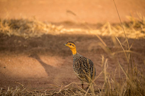 Coqui Francolin