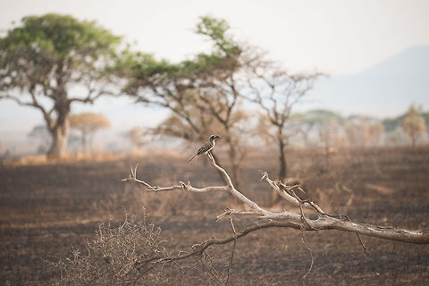 African Grey Hornbill, Serengeti This would be one of those occasions where my 400mm fell short. Africa,African Grey Hornbill,Serengeti Central,Serengeti National Park,Serengeti area,Tanzania,Tockus nasutus