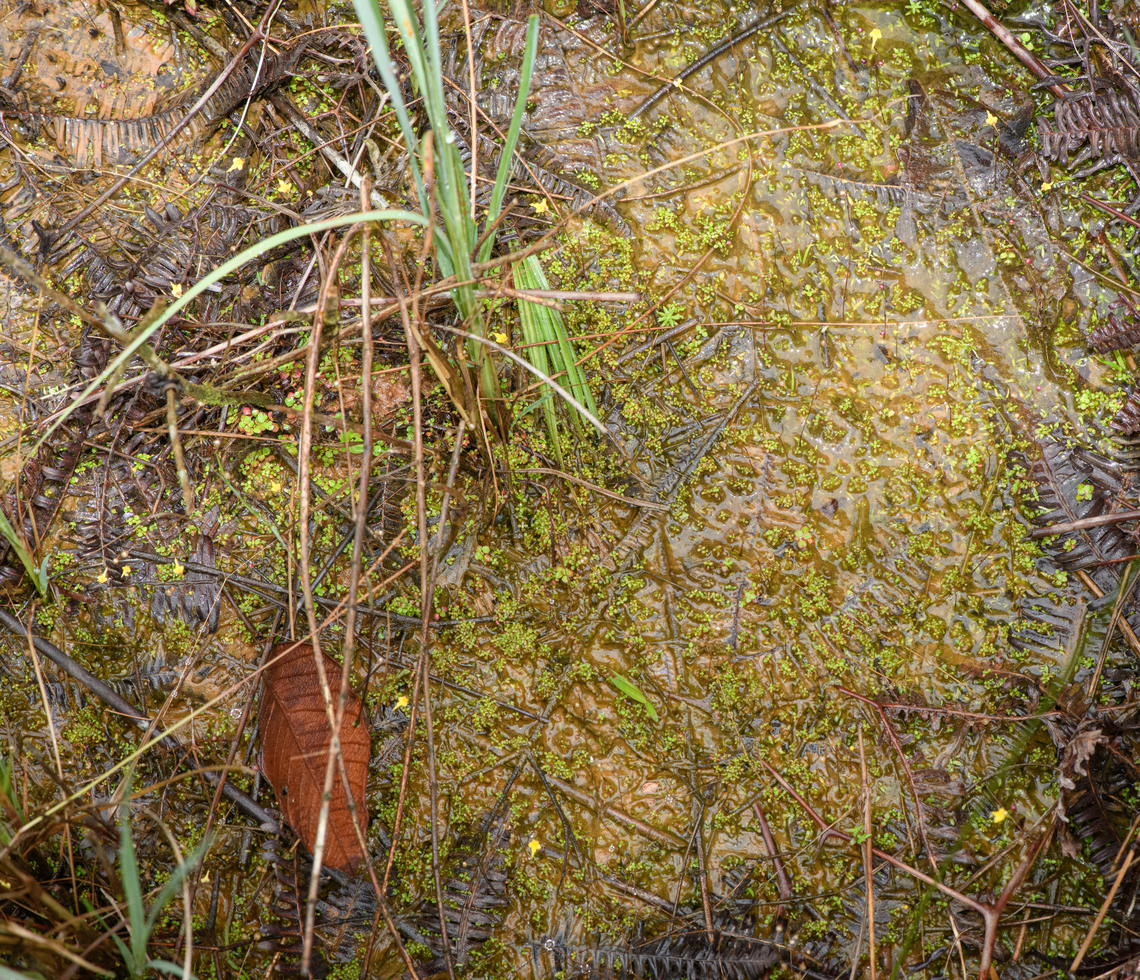Utricularia pusilla habitat, Guapi, Colombia This swampy section seems prime bladderwort (carnivorous plant) habitat. Some of them are flowering, note the tiny yellow flowers. Cauca,Colombia,Colombia 2022,Geotagged,South America,Summer,Timbiquí,Tiny Bladderwort,Utricularia pusilla,World