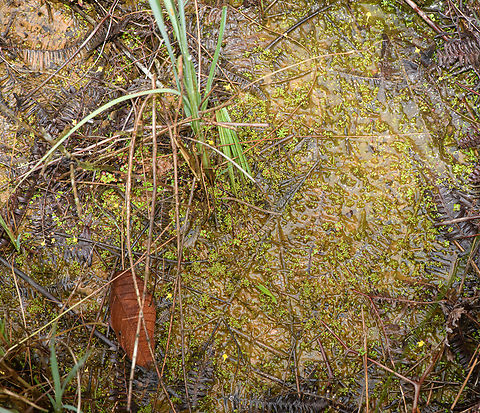 Utricularia pusilla habitat, Guapi, Colombia This swampy section seems prime bladderwort (carnivorous plant) habitat. Some of them are flowering, note the tiny yellow flowers. Cauca,Colombia,Colombia 2022,Geotagged,South America,Summer,Timbiquí,Tiny Bladderwort,Utricularia pusilla,World