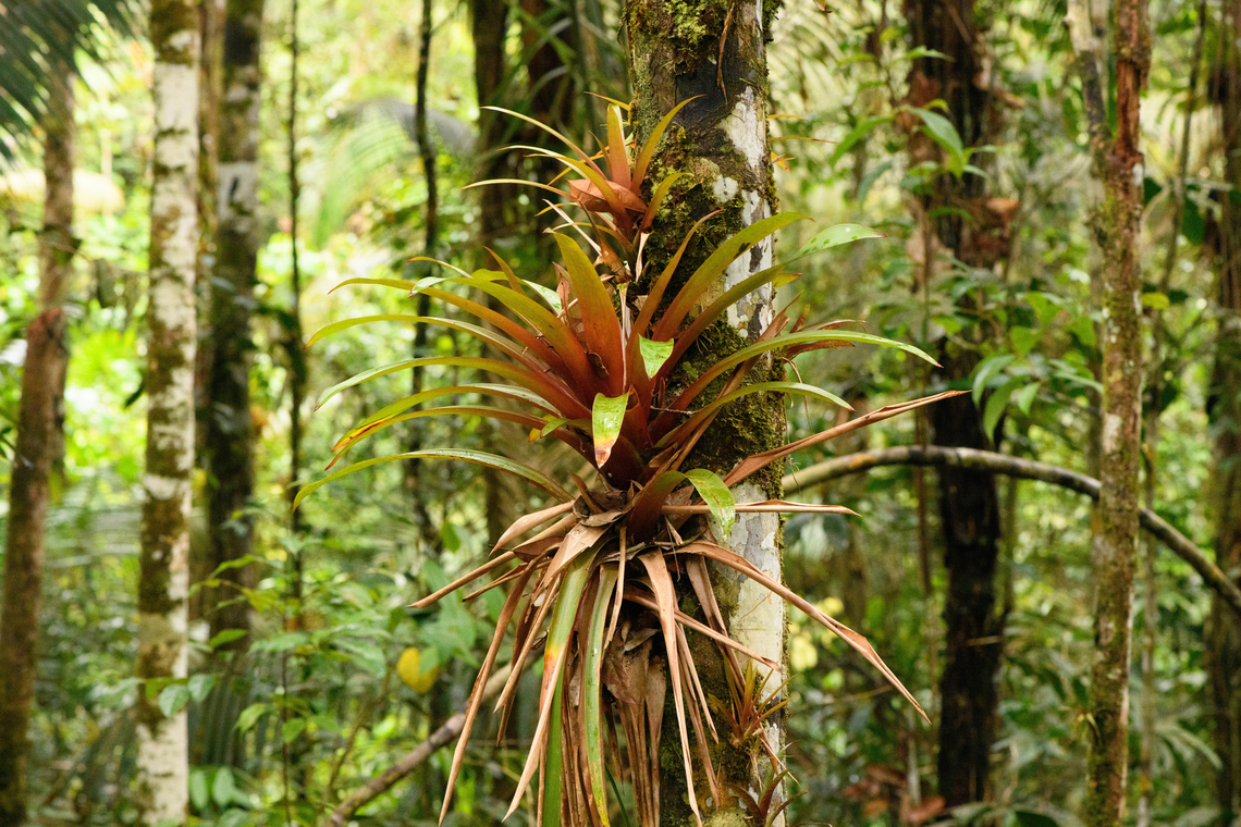 Bromelia, Timbiquí, Colombia Possibly genus Guzmania. Cauca,Colombia,Colombia 2022,Geotagged,South America,Summer,Timbiquí,World