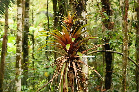 Bromelia, Timbiquí, Colombia Possibly genus Guzmania. Cauca,Colombia,Colombia 2022,Geotagged,South America,Summer,Timbiquí,World