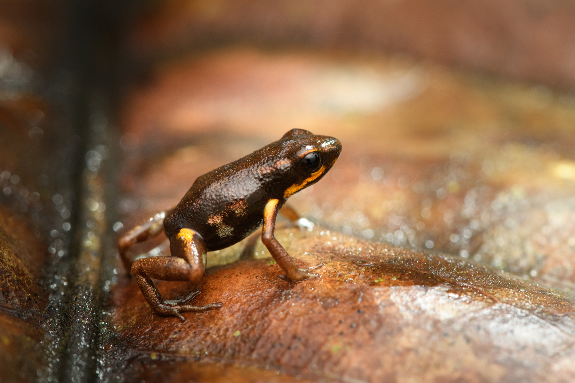 Blue-bellied poison frog - side view, Timbiquí, Colombia At 13-16mm, one of the smallest poison frogs in the world.<br />
<figure class="photo"><a href="https://www.jungledragon.com/image/146499/blue-bellied_poison_frog_-_on_leaf_timbiqu_colombia.html" title="Blue-bellied poison frog - on leaf, Timbiqu&iacute;, Colombia"><img src="https://s3.amazonaws.com/media.jungledragon.com/images/2/146499_thumb.jpg?AWSAccessKeyId=05GMT0V3GWVNE7GGM1R2&Expires=1759968010&Signature=Qx3bLbn0%2BRBg2vaBD3qwlSedyqc%3D" width="200" height="134" alt="Blue-bellied poison frog - on leaf, Timbiqu&iacute;, Colombia At 13-16mm, one of the smallest poison frogs in the world.<br />
https://www.jungledragon.com/image/146498/blue-bellied_poison_frog_-_side_view_timbiqu_colombia.html<br />
https://www.jungledragon.com/image/146500/blue-bellied_poison_frog_-_on_bark_timbiqu_colombia.html<br />
https://www.jungledragon.com/image/146501/blue-bellied_poison_frog_-_closeup_timbiqu_colombia.html<br />
https://www.jungledragon.com/image/146502/blue-bellied_poison_frog_timbiqu_colombia.html Andinobates minutus,Blue-bellied poison frog,Cauca,Colombia,Colombia 2022,Geotagged,South America,Summer,Timbiqu&iacute;,World" /></a></figure><br />
<figure class="photo"><a href="https://www.jungledragon.com/image/146500/blue-bellied_poison_frog_-_on_bark_timbiqu_colombia.html" title="Blue-bellied poison frog - on bark, Timbiqu&iacute;, Colombia"><img src="https://s3.amazonaws.com/media.jungledragon.com/images/2/146500_thumb.jpg?AWSAccessKeyId=05GMT0V3GWVNE7GGM1R2&Expires=1759968010&Signature=H4wNIL%2Bvy54Uzydua5asdpMuAZg%3D" width="200" height="134" alt="Blue-bellied poison frog - on bark, Timbiqu&iacute;, Colombia At 13-16mm, one of the smallest poison frogs in the world.<br />
https://www.jungledragon.com/image/146498/blue-bellied_poison_frog_-_side_view_timbiqu_colombia.html<br />
https://www.jungledragon.com/image/146499/blue-bellied_poison_frog_-_on_leaf_timbiqu_colombia.html<br />
https://www.jungledragon.com/image/146501/blue-bellied_poison_frog_-_closeup_timbiqu_colombia.html<br />
https://www.jungledragon.com/image/146502/blue-bellied_poison_frog_timbiqu_colombia.html Andinobates minutus,Blue-bellied poison frog,Cauca,Colombia,Colombia 2022,Geotagged,South America,Summer,Timbiqu&iacute;,World" /></a></figure><br />
<figure class="photo"><a href="https://www.jungledragon.com/image/146501/blue-bellied_poison_frog_-_closeup_timbiqu_colombia.html" title="Blue-bellied poison frog - closeup, Timbiqu&iacute;, Colombia"><img src="https://s3.amazonaws.com/media.jungledragon.com/images/2/146501_thumb.jpg?AWSAccessKeyId=05GMT0V3GWVNE7GGM1R2&Expires=1759968010&Signature=n8PzRBeuVtgiHtFfaR36%2B41s25c%3D" width="200" height="134" alt="Blue-bellied poison frog - closeup, Timbiqu&iacute;, Colombia At 13-16mm, one of the smallest poison frogs in the world.<br />
https://www.jungledragon.com/image/146498/blue-bellied_poison_frog_-_side_view_timbiqu_colombia.html<br />
https://www.jungledragon.com/image/146499/blue-bellied_poison_frog_-_on_leaf_timbiqu_colombia.html<br />
https://www.jungledragon.com/image/146500/blue-bellied_poison_frog_-_on_bark_timbiqu_colombia.html<br />
https://www.jungledragon.com/image/146502/blue-bellied_poison_frog_timbiqu_colombia.html Andinobates minutus,Blue-bellied poison frog,Cauca,Colombia,Colombia 2022,Geotagged,South America,Summer,Timbiqu&iacute;,World" /></a></figure><br />
<figure class="photo"><a href="https://www.jungledragon.com/image/146502/blue-bellied_poison_frog_timbiqu_colombia.html" title="Blue-bellied poison frog, Timbiqu&iacute;, Colombia"><img src="https://s3.amazonaws.com/media.jungledragon.com/images/2/146502_thumb.jpg?AWSAccessKeyId=05GMT0V3GWVNE7GGM1R2&Expires=1759968010&Signature=t23pAZCnstErgZb6UA6xJLKtmr0%3D" width="200" height="134" alt="Blue-bellied poison frog, Timbiqu&iacute;, Colombia At 13-16mm, one of the smallest poison frogs in the world.<br />
https://www.jungledragon.com/image/146498/blue-bellied_poison_frog_-_side_view_timbiqu_colombia.html<br />
https://www.jungledragon.com/image/146499/blue-bellied_poison_frog_-_on_leaf_timbiqu_colombia.html<br />
https://www.jungledragon.com/image/146500/blue-bellied_poison_frog_-_on_bark_timbiqu_colombia.html<br />
https://www.jungledragon.com/image/146501/blue-bellied_poison_frog_-_closeup_timbiqu_colombia.html Andinobates minutus,Blue-bellied poison frog,Cauca,Colombia,Colombia 2022,Geotagged,South America,Summer,Timbiqu&iacute;,World" /></a></figure> Andinobates minutus,Blue-bellied poison frog,Cauca,Colombia,Colombia 2022,Geotagged,South America,Summer,Timbiquí,World