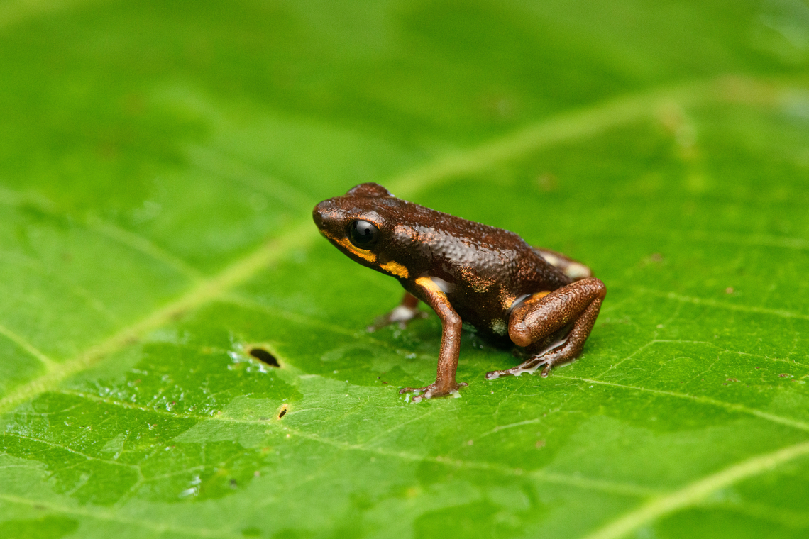 Blue-bellied poison frog - on leaf, Timbiquí, Colombia At 13-16mm, one of the smallest poison frogs in the world.<br />
<figure class="photo"><a href="https://www.jungledragon.com/image/146498/blue-bellied_poison_frog_-_side_view_timbiqu_colombia.html" title="Blue-bellied poison frog - side view, Timbiqu&iacute;, Colombia"><img src="https://s3.amazonaws.com/media.jungledragon.com/images/2/146498_thumb.jpg?AWSAccessKeyId=05GMT0V3GWVNE7GGM1R2&Expires=1767225610&Signature=hlkrmhdhqUna34lw8NuXMg1vrOw%3D" width="200" height="134" alt="Blue-bellied poison frog - side view, Timbiqu&iacute;, Colombia At 13-16mm, one of the smallest poison frogs in the world.<br />
https://www.jungledragon.com/image/146499/blue-bellied_poison_frog_-_on_leaf_timbiqu_colombia.html<br />
https://www.jungledragon.com/image/146500/blue-bellied_poison_frog_-_on_bark_timbiqu_colombia.html<br />
https://www.jungledragon.com/image/146501/blue-bellied_poison_frog_-_closeup_timbiqu_colombia.html<br />
https://www.jungledragon.com/image/146502/blue-bellied_poison_frog_timbiqu_colombia.html Andinobates minutus,Blue-bellied poison frog,Cauca,Colombia,Colombia 2022,Geotagged,South America,Summer,Timbiqu&iacute;,World" /></a></figure><br />
<figure class="photo"><a href="https://www.jungledragon.com/image/146500/blue-bellied_poison_frog_-_on_bark_timbiqu_colombia.html" title="Blue-bellied poison frog - on bark, Timbiqu&iacute;, Colombia"><img src="https://s3.amazonaws.com/media.jungledragon.com/images/2/146500_thumb.jpg?AWSAccessKeyId=05GMT0V3GWVNE7GGM1R2&Expires=1767225610&Signature=b9%2BEP%2FupTrPX3hdIoKdZYzdseP8%3D" width="200" height="134" alt="Blue-bellied poison frog - on bark, Timbiqu&iacute;, Colombia At 13-16mm, one of the smallest poison frogs in the world.<br />
https://www.jungledragon.com/image/146498/blue-bellied_poison_frog_-_side_view_timbiqu_colombia.html<br />
https://www.jungledragon.com/image/146499/blue-bellied_poison_frog_-_on_leaf_timbiqu_colombia.html<br />
https://www.jungledragon.com/image/146501/blue-bellied_poison_frog_-_closeup_timbiqu_colombia.html<br />
https://www.jungledragon.com/image/146502/blue-bellied_poison_frog_timbiqu_colombia.html Andinobates minutus,Blue-bellied poison frog,Cauca,Colombia,Colombia 2022,Geotagged,South America,Summer,Timbiqu&iacute;,World" /></a></figure><br />
<figure class="photo"><a href="https://www.jungledragon.com/image/146501/blue-bellied_poison_frog_-_closeup_timbiqu_colombia.html" title="Blue-bellied poison frog - closeup, Timbiqu&iacute;, Colombia"><img src="https://s3.amazonaws.com/media.jungledragon.com/images/2/146501_thumb.jpg?AWSAccessKeyId=05GMT0V3GWVNE7GGM1R2&Expires=1767225610&Signature=k2y1FObXhLc01rcKUbGslTrPiWo%3D" width="200" height="134" alt="Blue-bellied poison frog - closeup, Timbiqu&iacute;, Colombia At 13-16mm, one of the smallest poison frogs in the world.<br />
https://www.jungledragon.com/image/146498/blue-bellied_poison_frog_-_side_view_timbiqu_colombia.html<br />
https://www.jungledragon.com/image/146499/blue-bellied_poison_frog_-_on_leaf_timbiqu_colombia.html<br />
https://www.jungledragon.com/image/146500/blue-bellied_poison_frog_-_on_bark_timbiqu_colombia.html<br />
https://www.jungledragon.com/image/146502/blue-bellied_poison_frog_timbiqu_colombia.html Andinobates minutus,Blue-bellied poison frog,Cauca,Colombia,Colombia 2022,Geotagged,South America,Summer,Timbiqu&iacute;,World" /></a></figure><br />
<figure class="photo"><a href="https://www.jungledragon.com/image/146502/blue-bellied_poison_frog_timbiqu_colombia.html" title="Blue-bellied poison frog, Timbiqu&iacute;, Colombia"><img src="https://s3.amazonaws.com/media.jungledragon.com/images/2/146502_thumb.jpg?AWSAccessKeyId=05GMT0V3GWVNE7GGM1R2&Expires=1767225610&Signature=1Cm380UO0irw%2BYwf4XxRhPkxlak%3D" width="200" height="134" alt="Blue-bellied poison frog, Timbiqu&iacute;, Colombia At 13-16mm, one of the smallest poison frogs in the world.<br />
https://www.jungledragon.com/image/146498/blue-bellied_poison_frog_-_side_view_timbiqu_colombia.html<br />
https://www.jungledragon.com/image/146499/blue-bellied_poison_frog_-_on_leaf_timbiqu_colombia.html<br />
https://www.jungledragon.com/image/146500/blue-bellied_poison_frog_-_on_bark_timbiqu_colombia.html<br />
https://www.jungledragon.com/image/146501/blue-bellied_poison_frog_-_closeup_timbiqu_colombia.html Andinobates minutus,Blue-bellied poison frog,Cauca,Colombia,Colombia 2022,Geotagged,South America,Summer,Timbiqu&iacute;,World" /></a></figure> Andinobates minutus,Blue-bellied poison frog,Cauca,Colombia,Colombia 2022,Geotagged,South America,Summer,Timbiquí,World