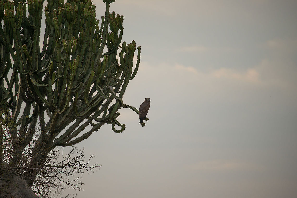 Martial Eagle in giant cacti, Central Serengeti  Africa,Martial Eagle,Polemaetus bellicosus,Serengeti Central,Serengeti National Park,Serengeti area,Tanzania