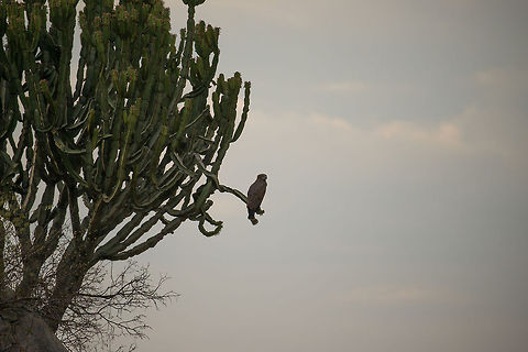 Martial Eagle in giant cacti, Central Serengeti  Africa,Martial Eagle,Polemaetus bellicosus,Serengeti Central,Serengeti National Park,Serengeti area,Tanzania