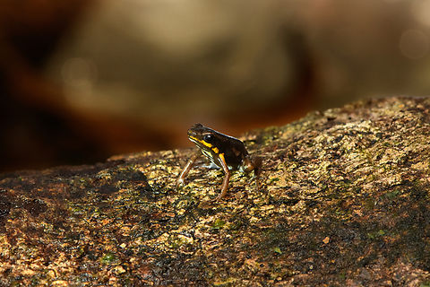 Blue-bellied poison frog - on bark, Timbiqu&iacute;, Colombia At 13-16mm, one of the smallest poison frogs in the world.
https://www.jungledragon.com/image/146498/blue-bellied_poison_frog_-_side_view_timbiqu_colombia.html
https://www.jungledragon.com/image/146499/blue-bellied_poison_frog_-_on_leaf_timbiqu_colombia.html
https://www.jungledragon.com/image/146501/blue-bellied_poison_frog_-_closeup_timbiqu_colombia.html
https://www.jungledragon.com/image/146502/blue-bellied_poison_frog_timbiqu_colombia.html Andinobates minutus,Blue-bellied poison frog,Cauca,Colombia,Colombia 2022,Geotagged,South America,Summer,Timbiqu&iacute;,World