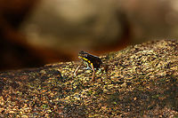 Blue-bellied poison frog - on bark, Timbiquí, Colombia At 13-16mm, one of the smallest poison frogs in the world.<br />
https://www.jungledragon.com/image/146498/blue-bellied_poison_frog_-_side_view_timbiqu_colombia.html<br />
https://www.jungledragon.com/image/146499/blue-bellied_poison_frog_-_on_leaf_timbiqu_colombia.html<br />
https://www.jungledragon.com/image/146501/blue-bellied_poison_frog_-_closeup_timbiqu_colombia.html<br />
https://www.jungledragon.com/image/146502/blue-bellied_poison_frog_timbiqu_colombia.html Andinobates minutus,Blue-bellied poison frog,Cauca,Colombia,Colombia 2022,Geotagged,South America,Summer,Timbiquí,World