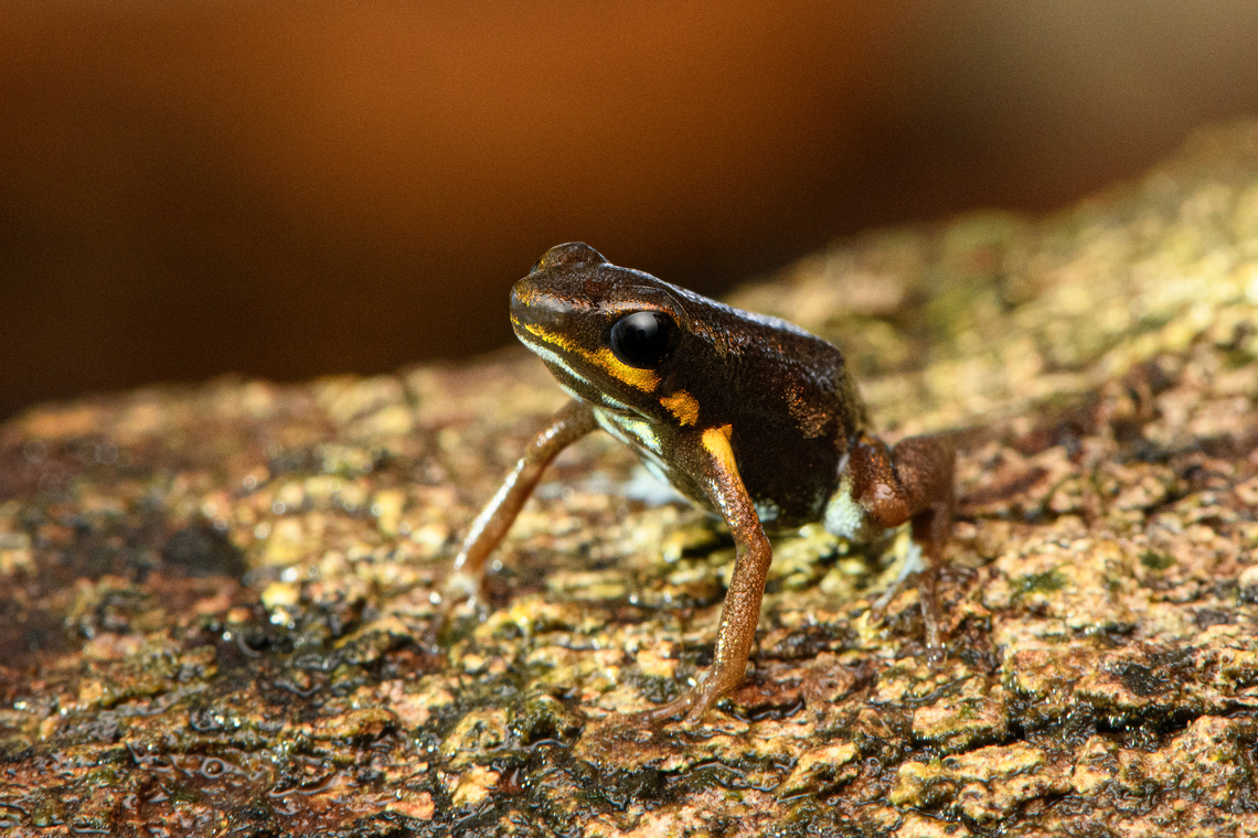 Blue-bellied poison frog - closeup, Timbiquí, Colombia At 13-16mm, one of the smallest poison frogs in the world.<br />
<figure class="photo"><a href="https://www.jungledragon.com/image/146498/blue-bellied_poison_frog_-_side_view_timbiqu_colombia.html" title="Blue-bellied poison frog - side view, Timbiqu&iacute;, Colombia"><img src="https://s3.amazonaws.com/media.jungledragon.com/images/2/146498_thumb.jpg?AWSAccessKeyId=05GMT0V3GWVNE7GGM1R2&Expires=1759968010&Signature=ofYYzc7CtpXvyFBG4Pxi7DB0VW0%3D" width="200" height="134" alt="Blue-bellied poison frog - side view, Timbiqu&iacute;, Colombia At 13-16mm, one of the smallest poison frogs in the world.<br />
https://www.jungledragon.com/image/146499/blue-bellied_poison_frog_-_on_leaf_timbiqu_colombia.html<br />
https://www.jungledragon.com/image/146500/blue-bellied_poison_frog_-_on_bark_timbiqu_colombia.html<br />
https://www.jungledragon.com/image/146501/blue-bellied_poison_frog_-_closeup_timbiqu_colombia.html<br />
https://www.jungledragon.com/image/146502/blue-bellied_poison_frog_timbiqu_colombia.html Andinobates minutus,Blue-bellied poison frog,Cauca,Colombia,Colombia 2022,Geotagged,South America,Summer,Timbiqu&iacute;,World" /></a></figure><br />
<figure class="photo"><a href="https://www.jungledragon.com/image/146499/blue-bellied_poison_frog_-_on_leaf_timbiqu_colombia.html" title="Blue-bellied poison frog - on leaf, Timbiqu&iacute;, Colombia"><img src="https://s3.amazonaws.com/media.jungledragon.com/images/2/146499_thumb.jpg?AWSAccessKeyId=05GMT0V3GWVNE7GGM1R2&Expires=1759968010&Signature=Qx3bLbn0%2BRBg2vaBD3qwlSedyqc%3D" width="200" height="134" alt="Blue-bellied poison frog - on leaf, Timbiqu&iacute;, Colombia At 13-16mm, one of the smallest poison frogs in the world.<br />
https://www.jungledragon.com/image/146498/blue-bellied_poison_frog_-_side_view_timbiqu_colombia.html<br />
https://www.jungledragon.com/image/146500/blue-bellied_poison_frog_-_on_bark_timbiqu_colombia.html<br />
https://www.jungledragon.com/image/146501/blue-bellied_poison_frog_-_closeup_timbiqu_colombia.html<br />
https://www.jungledragon.com/image/146502/blue-bellied_poison_frog_timbiqu_colombia.html Andinobates minutus,Blue-bellied poison frog,Cauca,Colombia,Colombia 2022,Geotagged,South America,Summer,Timbiqu&iacute;,World" /></a></figure><br />
<figure class="photo"><a href="https://www.jungledragon.com/image/146500/blue-bellied_poison_frog_-_on_bark_timbiqu_colombia.html" title="Blue-bellied poison frog - on bark, Timbiqu&iacute;, Colombia"><img src="https://s3.amazonaws.com/media.jungledragon.com/images/2/146500_thumb.jpg?AWSAccessKeyId=05GMT0V3GWVNE7GGM1R2&Expires=1759968010&Signature=H4wNIL%2Bvy54Uzydua5asdpMuAZg%3D" width="200" height="134" alt="Blue-bellied poison frog - on bark, Timbiqu&iacute;, Colombia At 13-16mm, one of the smallest poison frogs in the world.<br />
https://www.jungledragon.com/image/146498/blue-bellied_poison_frog_-_side_view_timbiqu_colombia.html<br />
https://www.jungledragon.com/image/146499/blue-bellied_poison_frog_-_on_leaf_timbiqu_colombia.html<br />
https://www.jungledragon.com/image/146501/blue-bellied_poison_frog_-_closeup_timbiqu_colombia.html<br />
https://www.jungledragon.com/image/146502/blue-bellied_poison_frog_timbiqu_colombia.html Andinobates minutus,Blue-bellied poison frog,Cauca,Colombia,Colombia 2022,Geotagged,South America,Summer,Timbiqu&iacute;,World" /></a></figure><br />
<figure class="photo"><a href="https://www.jungledragon.com/image/146502/blue-bellied_poison_frog_timbiqu_colombia.html" title="Blue-bellied poison frog, Timbiqu&iacute;, Colombia"><img src="https://s3.amazonaws.com/media.jungledragon.com/images/2/146502_thumb.jpg?AWSAccessKeyId=05GMT0V3GWVNE7GGM1R2&Expires=1759968010&Signature=t23pAZCnstErgZb6UA6xJLKtmr0%3D" width="200" height="134" alt="Blue-bellied poison frog, Timbiqu&iacute;, Colombia At 13-16mm, one of the smallest poison frogs in the world.<br />
https://www.jungledragon.com/image/146498/blue-bellied_poison_frog_-_side_view_timbiqu_colombia.html<br />
https://www.jungledragon.com/image/146499/blue-bellied_poison_frog_-_on_leaf_timbiqu_colombia.html<br />
https://www.jungledragon.com/image/146500/blue-bellied_poison_frog_-_on_bark_timbiqu_colombia.html<br />
https://www.jungledragon.com/image/146501/blue-bellied_poison_frog_-_closeup_timbiqu_colombia.html Andinobates minutus,Blue-bellied poison frog,Cauca,Colombia,Colombia 2022,Geotagged,South America,Summer,Timbiqu&iacute;,World" /></a></figure> Andinobates minutus,Blue-bellied poison frog,Cauca,Colombia,Colombia 2022,Geotagged,South America,Summer,Timbiquí,World