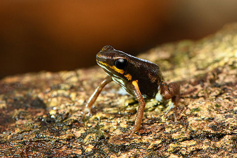 Blue-bellied poison frog - closeup, Timbiquí, Colombia At 13-16mm, one of the smallest poison frogs in the world.
https://www.jungledragon.com/image/146498/blue-bellied_poison_frog_-_side_view_timbiqu_colombia.html
https://www.jungledragon.com/image/146499/blue-bellied_poison_frog_-_on_leaf_timbiqu_colombia.html
https://www.jungledragon.com/image/146500/blue-bellied_poison_frog_-_on_bark_timbiqu_colombia.html
https://www.jungledragon.com/image/146502/blue-bellied_poison_frog_timbiqu_colombia.html Andinobates minutus,Blue-bellied poison frog,Cauca,Colombia,Colombia 2022,Geotagged,South America,Summer,Timbiquí,World