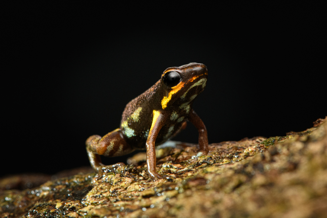 Blue-bellied poison frog, Timbiquí, Colombia At 13-16mm, one of the smallest poison frogs in the world.<br />
<figure class="photo"><a href="https://www.jungledragon.com/image/146498/blue-bellied_poison_frog_-_side_view_timbiqu_colombia.html" title="Blue-bellied poison frog - side view, Timbiqu&iacute;, Colombia"><img src="https://s3.amazonaws.com/media.jungledragon.com/images/2/146498_thumb.jpg?AWSAccessKeyId=05GMT0V3GWVNE7GGM1R2&Expires=1759968010&Signature=ofYYzc7CtpXvyFBG4Pxi7DB0VW0%3D" width="200" height="134" alt="Blue-bellied poison frog - side view, Timbiqu&iacute;, Colombia At 13-16mm, one of the smallest poison frogs in the world.<br />
https://www.jungledragon.com/image/146499/blue-bellied_poison_frog_-_on_leaf_timbiqu_colombia.html<br />
https://www.jungledragon.com/image/146500/blue-bellied_poison_frog_-_on_bark_timbiqu_colombia.html<br />
https://www.jungledragon.com/image/146501/blue-bellied_poison_frog_-_closeup_timbiqu_colombia.html<br />
https://www.jungledragon.com/image/146502/blue-bellied_poison_frog_timbiqu_colombia.html Andinobates minutus,Blue-bellied poison frog,Cauca,Colombia,Colombia 2022,Geotagged,South America,Summer,Timbiqu&iacute;,World" /></a></figure><br />
<figure class="photo"><a href="https://www.jungledragon.com/image/146499/blue-bellied_poison_frog_-_on_leaf_timbiqu_colombia.html" title="Blue-bellied poison frog - on leaf, Timbiqu&iacute;, Colombia"><img src="https://s3.amazonaws.com/media.jungledragon.com/images/2/146499_thumb.jpg?AWSAccessKeyId=05GMT0V3GWVNE7GGM1R2&Expires=1759968010&Signature=Qx3bLbn0%2BRBg2vaBD3qwlSedyqc%3D" width="200" height="134" alt="Blue-bellied poison frog - on leaf, Timbiqu&iacute;, Colombia At 13-16mm, one of the smallest poison frogs in the world.<br />
https://www.jungledragon.com/image/146498/blue-bellied_poison_frog_-_side_view_timbiqu_colombia.html<br />
https://www.jungledragon.com/image/146500/blue-bellied_poison_frog_-_on_bark_timbiqu_colombia.html<br />
https://www.jungledragon.com/image/146501/blue-bellied_poison_frog_-_closeup_timbiqu_colombia.html<br />
https://www.jungledragon.com/image/146502/blue-bellied_poison_frog_timbiqu_colombia.html Andinobates minutus,Blue-bellied poison frog,Cauca,Colombia,Colombia 2022,Geotagged,South America,Summer,Timbiqu&iacute;,World" /></a></figure><br />
<figure class="photo"><a href="https://www.jungledragon.com/image/146500/blue-bellied_poison_frog_-_on_bark_timbiqu_colombia.html" title="Blue-bellied poison frog - on bark, Timbiqu&iacute;, Colombia"><img src="https://s3.amazonaws.com/media.jungledragon.com/images/2/146500_thumb.jpg?AWSAccessKeyId=05GMT0V3GWVNE7GGM1R2&Expires=1759968010&Signature=H4wNIL%2Bvy54Uzydua5asdpMuAZg%3D" width="200" height="134" alt="Blue-bellied poison frog - on bark, Timbiqu&iacute;, Colombia At 13-16mm, one of the smallest poison frogs in the world.<br />
https://www.jungledragon.com/image/146498/blue-bellied_poison_frog_-_side_view_timbiqu_colombia.html<br />
https://www.jungledragon.com/image/146499/blue-bellied_poison_frog_-_on_leaf_timbiqu_colombia.html<br />
https://www.jungledragon.com/image/146501/blue-bellied_poison_frog_-_closeup_timbiqu_colombia.html<br />
https://www.jungledragon.com/image/146502/blue-bellied_poison_frog_timbiqu_colombia.html Andinobates minutus,Blue-bellied poison frog,Cauca,Colombia,Colombia 2022,Geotagged,South America,Summer,Timbiqu&iacute;,World" /></a></figure><br />
<figure class="photo"><a href="https://www.jungledragon.com/image/146501/blue-bellied_poison_frog_-_closeup_timbiqu_colombia.html" title="Blue-bellied poison frog - closeup, Timbiqu&iacute;, Colombia"><img src="https://s3.amazonaws.com/media.jungledragon.com/images/2/146501_thumb.jpg?AWSAccessKeyId=05GMT0V3GWVNE7GGM1R2&Expires=1759968010&Signature=n8PzRBeuVtgiHtFfaR36%2B41s25c%3D" width="200" height="134" alt="Blue-bellied poison frog - closeup, Timbiqu&iacute;, Colombia At 13-16mm, one of the smallest poison frogs in the world.<br />
https://www.jungledragon.com/image/146498/blue-bellied_poison_frog_-_side_view_timbiqu_colombia.html<br />
https://www.jungledragon.com/image/146499/blue-bellied_poison_frog_-_on_leaf_timbiqu_colombia.html<br />
https://www.jungledragon.com/image/146500/blue-bellied_poison_frog_-_on_bark_timbiqu_colombia.html<br />
https://www.jungledragon.com/image/146502/blue-bellied_poison_frog_timbiqu_colombia.html Andinobates minutus,Blue-bellied poison frog,Cauca,Colombia,Colombia 2022,Geotagged,South America,Summer,Timbiqu&iacute;,World" /></a></figure> Andinobates minutus,Blue-bellied poison frog,Cauca,Colombia,Colombia 2022,Geotagged,South America,Summer,Timbiquí,World
