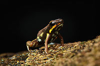 Blue-bellied poison frog, Timbiquí, Colombia At 13-16mm, one of the smallest poison frogs in the world.<br />
https://www.jungledragon.com/image/146498/blue-bellied_poison_frog_-_side_view_timbiqu_colombia.html<br />
https://www.jungledragon.com/image/146499/blue-bellied_poison_frog_-_on_leaf_timbiqu_colombia.html<br />
https://www.jungledragon.com/image/146500/blue-bellied_poison_frog_-_on_bark_timbiqu_colombia.html<br />
https://www.jungledragon.com/image/146501/blue-bellied_poison_frog_-_closeup_timbiqu_colombia.html Andinobates minutus,Blue-bellied poison frog,Cauca,Colombia,Colombia 2022,Geotagged,South America,Summer,Timbiquí,World
