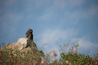 Olive baboon on top of kopje, Serengeti A large Olive baboon on the lookout on a kopje, overseeing Central Serengeti Africa,Olive baboon,Papio anubis,Serengeti National Park,Serengeti North,Serengeti area,Tanzania
