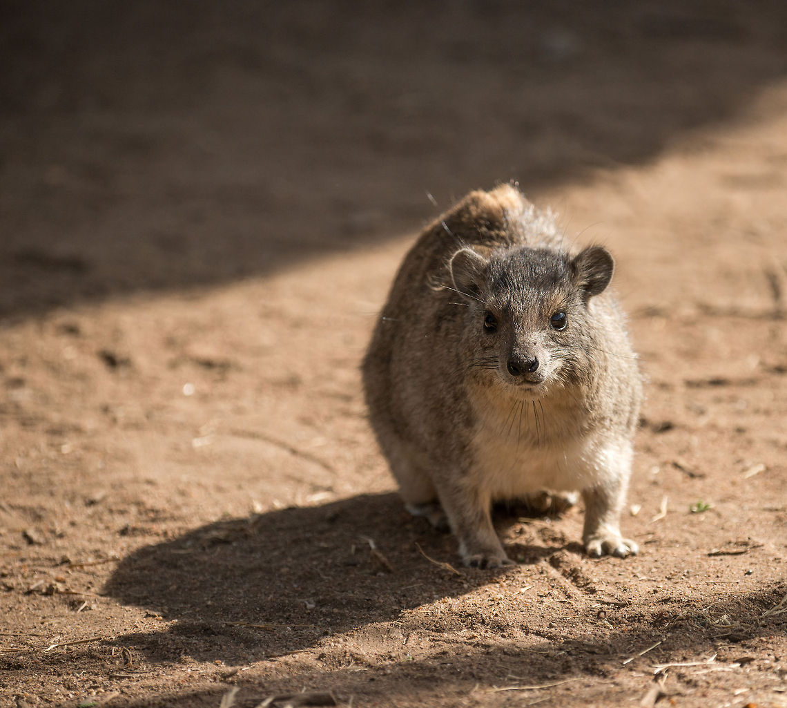 Eastern/Southern tree hyrax front view, North Serengeti  Africa,Dendrohyrax arboreus,Eastern tree hyrax,Serengeti National Park,Serengeti North,Serengeti area,Tanzania