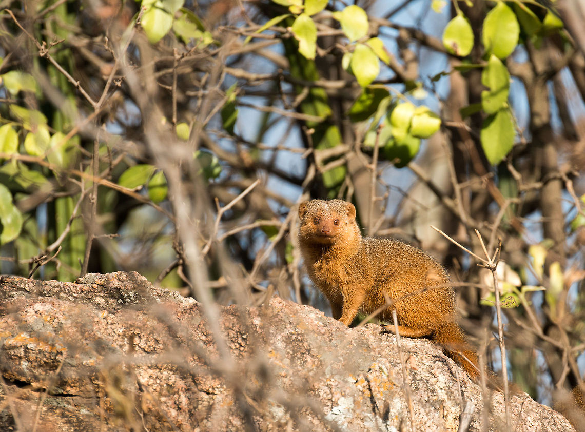 Dwarf Mongoose, Central Serengeti This one was photographed by my girl Henriette, as she was exiting the ladies &quot;bathroom&quot; whilst camping in the wild in Central Serengeti. Africa,Common Dwarf Mongoose,Helogale parvula,Serengeti National Park,Serengeti North,Serengeti area,Tanzania