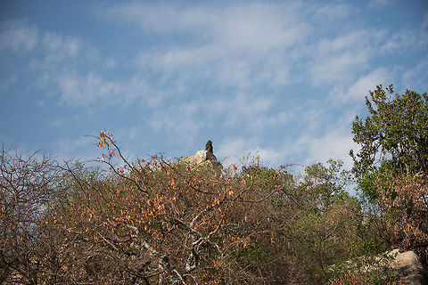 Olive baboon on top of kopje - overview, Serengeti  Africa,Olive baboon,Papio anubis,Serengeti National Park,Serengeti North,Serengeti area,Tanzania