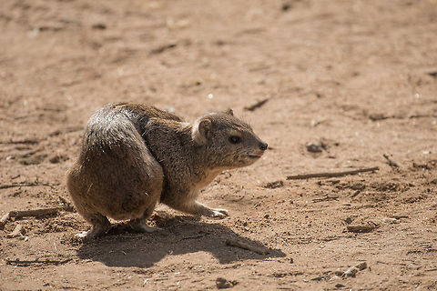 Eastern/Southern tree hyrax, North Serengeti These little mammals can be quite busy and entertaining, and generally pretty approachable. Notice how this one is tipping its nose with its tongue.

As a small species fact: some wildlife books, like the one I have, may simply refer to this mammal as the Tree Hyrax. There are 2 species of them though, an Eastern and a Western. Confusingly enough, the Eastern is sometimes also called the Southern Tree Hyrax. Africa,Dendrohyrax arboreus,Eastern tree hyrax,Serengeti National Park,Serengeti North,Serengeti area,Tanzania