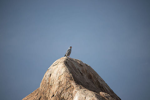 African Harrier-Hawk on kopje, North Serengeti  Africa,Dark Chanting Goshawk,Melierax metabates,Serengeti National Park,Serengeti North,Serengeti area,Tanzania
