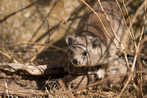 Eastern tree hyrax sneaking around on floor, North Serengeti  Africa,Dendrohyrax arboreus,Eastern tree hyrax,Serengeti National Park,Serengeti North,Serengeti area,Tanzania