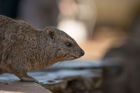 Eastern tree hyrax extreme closeup, North Serengeti in Tanzania.