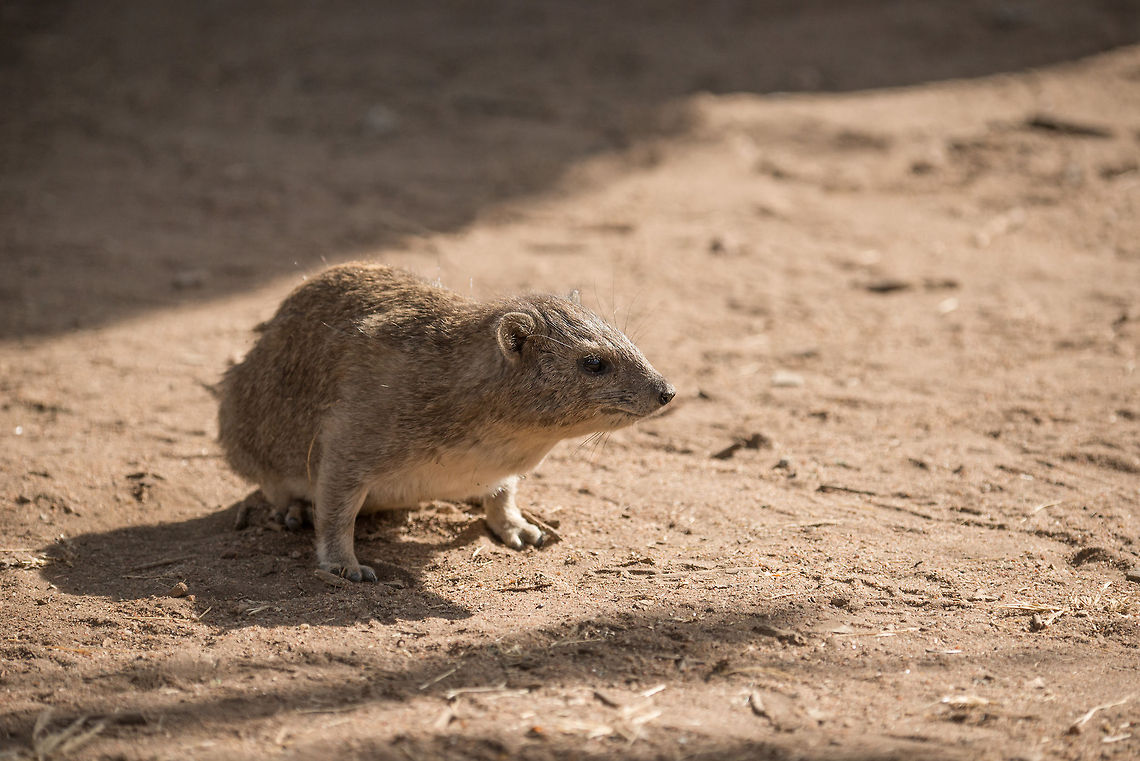 Eastern tree hyrax in sun, North Serengeti  Africa,Dendrohyrax arboreus,Eastern tree hyrax,Serengeti National Park,Serengeti North,Serengeti area,Tanzania