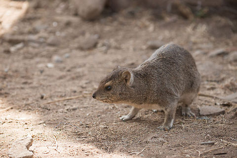 Eastern tree hyrax on floor, North Serengeti  Africa,Dendrohyrax arboreus,Eastern tree hyrax,Serengeti National Park,Serengeti North,Serengeti area,Tanzania