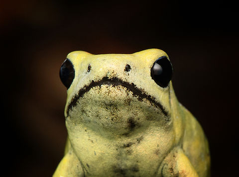 Golden Poison Dart Frog (mint), head closeup, Timbiquí, Colombia There it is, the Timbiquí target and climax of our herping tour. The CEO of poison frogs. 

This is the most poisoneous of frogs and likely the most poisonenous animal on the planet. A wild specimen such as this one on average carries 1 milligram of poison, which is enough to kill 10-20 people or 2 African elephants.

It is much larger than other poison frogs and also much more confident. It doesn't seem to make much effort at all to hide or escape, because why would it. A fitting movie quote:

"Paulie might have moved slow, but it was only because Paulie didn’t have to move for anybody."

Further, they are expert predators (near 100% hite rate on their tongue strikes), socially advanced, dedicated parents and highly intelligent.

We found 3 individuals where 2 were extensively photographed, a mint morph (this one) and a yellow morph. I'll be sharing a large amount of shots because it's an epic species that is rarely photographed in the wild. Plus, the 7 million mosquito bites we suffered through had to have some use.
https://www.jungledragon.com/image/146662/golden_poison_dart_frog_mint_on_log_full_body_timbiqu_colombia.html
https://www.jungledragon.com/image/146663/golden_poison_dart_frog_mint_frontal_head_closeup_timbiqu_colombia.html
https://www.jungledragon.com/image/146666/golden_poison_dart_frog_mint_on_log_side_view_timbiqu_colombia.html
https://www.jungledragon.com/image/146667/golden_poison_dart_frog_mint_on_log_timbiqu_colombia.html
https://www.jungledragon.com/image/146664/golden_poison_dart_frog_mint_on_leaf_timbiqu_colombia.html
https://www.jungledragon.com/image/146665/golden_poison_dart_frog_mint_on_leaf_-_side_view_timbiqu_colombia.html
https://www.jungledragon.com/image/146670/golden_poison_dart_frog_mint_head_closeup_timbiqu_colombia.html
 Cauca,Colombia,Colombia 2022,Geotagged,Golden poison frog,Phyllobates terribilis,South America,Summer,Timbiquí,World