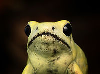 Golden Poison Dart Frog (mint), head closeup, Timbiquí, Colombia There it is, the Timbiquí target and climax of our herping tour. The CEO of poison frogs. <br />
<br />
This is the most poisoneous of frogs and likely the most poisonenous animal on the planet. A wild specimen such as this one on average carries 1 milligram of poison, which is enough to kill 10-20 people or 2 African elephants.<br />
<br />
It is much larger than other poison frogs and also much more confident. It doesn't seem to make much effort at all to hide or escape, because why would it. A fitting movie quote:<br />
<br />
"Paulie might have moved slow, but it was only because Paulie didn’t have to move for anybody."<br />
<br />
Further, they are expert predators (near 100% hite rate on their tongue strikes), socially advanced, dedicated parents and highly intelligent.<br />
<br />
We found 3 individuals where 2 were extensively photographed, a mint morph (this one) and a yellow morph. I'll be sharing a large amount of shots because it's an epic species that is rarely photographed in the wild. Plus, the 7 million mosquito bites we suffered through had to have some use.<br />
https://www.jungledragon.com/image/146662/golden_poison_dart_frog_mint_on_log_full_body_timbiqu_colombia.html<br />
https://www.jungledragon.com/image/146663/golden_poison_dart_frog_mint_frontal_head_closeup_timbiqu_colombia.html<br />
https://www.jungledragon.com/image/146666/golden_poison_dart_frog_mint_on_log_side_view_timbiqu_colombia.html<br />
https://www.jungledragon.com/image/146667/golden_poison_dart_frog_mint_on_log_timbiqu_colombia.html<br />
https://www.jungledragon.com/image/146664/golden_poison_dart_frog_mint_on_leaf_timbiqu_colombia.html<br />
https://www.jungledragon.com/image/146665/golden_poison_dart_frog_mint_on_leaf_-_side_view_timbiqu_colombia.html<br />
https://www.jungledragon.com/image/146670/golden_poison_dart_frog_mint_head_closeup_timbiqu_colombia.html<br />
 Cauca,Colombia,Colombia 2022,Geotagged,Golden poison frog,Phyllobates terribilis,South America,Summer,Timbiquí,World