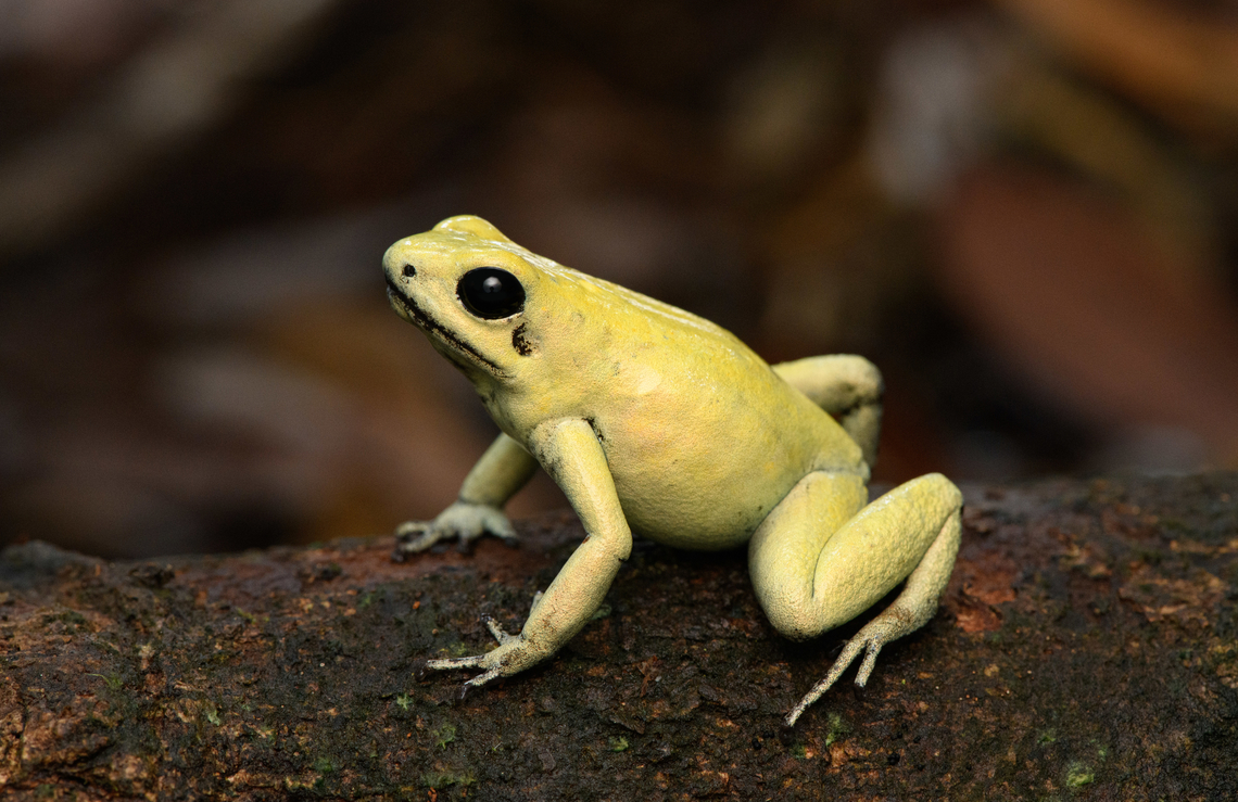 Golden Poison Dart Frog (mint) on log, full body, Timbiqu&iacute;, Colombia There it is, the Timbiqu&iacute; target and climax of our herping tour. The CEO of poison frogs. <br />
<br />
This is the most poisoneous of frogs and likely the most poisonenous animal on the planet. A wild specimen such as this one on average carries 1 milligram of poison, which is enough to kill 10-20 people or 2 African elephants.<br />
<br />
It is much larger than other poison frogs and also much more confident. It doesn't seem to make much effort at all to hide or escape, because why would it. A fitting movie quote:<br />
<br />
"Paulie might have moved slow, but it was only because Paulie didn&rsquo;t have to move for anybody."<br />
<br />
Further, they are expert predators (near 100% hite rate on their tongue strikes), socially advanced, dedicated parents and highly intelligent.<br />
<br />
We found 3 individuals where 2 were extensively photographed, a mint morph (this one) and a yellow morph. I'll be sharing a large amount of shots because it's an epic species that is rarely photographed in the wild. Plus, the 7 million mosquito bites we suffered through had to have some use.<br />
<figure class="photo"><a href="https://www.jungledragon.com/image/146663/golden_poison_dart_frog_mint_frontal_head_closeup_timbiqu_colombia.html" title="Golden Poison Dart Frog (mint) frontal, head closeup, Timbiqu&iacute;, Colombia"><img src="https://s3.amazonaws.com/media.jungledragon.com/images/2/146663_thumb.jpg?AWSAccessKeyId=05GMT0V3GWVNE7GGM1R2&Expires=1770854410&Signature=DH2tbyGb9JYrwuSdLTVYpjrE%2FTQ%3D" width="200" height="176" alt="Golden Poison Dart Frog (mint) frontal, head closeup, Timbiqu&iacute;, Colombia There it is, the Timbiqu&iacute; target and climax of our herping tour. The CEO of poison frogs. <br />
<br />
This is the most poisoneous of frogs and likely the most poisonenous animal on the planet. A wild specimen such as this one on average carries 1 milligram of poison, which is enough to kill 10-20 people or 2 African elephants.<br />
<br />
It is much larger than other poison frogs and also much more confident. It doesn't seem to make much effort at all to hide or escape, because why would it. A fitting movie quote:<br />
<br />
"Paulie might have moved slow, but it was only because Paulie didn&rsquo;t have to move for anybody."<br />
<br />
Further, they are expert predators (near 100% hite rate on their tongue strikes), socially advanced, dedicated parents and highly intelligent.<br />
<br />
We found 3 individuals where 2 were extensively photographed, a mint morph (this one) and a yellow morph. I'll be sharing a large amount of shots because it's an epic species that is rarely photographed in the wild. Plus, the 7 million mosquito bites we suffered through had to have some use.<br />
https://www.jungledragon.com/image/146662/golden_poison_dart_frog_mint_on_log_full_body_timbiqu_colombia.html<br />
https://www.jungledragon.com/image/146661/golden_poison_dart_frog_mint_head_closeup_timbiqu_colombia.html<br />
https://www.jungledragon.com/image/146666/golden_poison_dart_frog_mint_on_log_side_view_timbiqu_colombia.html<br />
https://www.jungledragon.com/image/146667/golden_poison_dart_frog_mint_on_log_timbiqu_colombia.html<br />
https://www.jungledragon.com/image/146664/golden_poison_dart_frog_mint_on_leaf_timbiqu_colombia.html<br />
https://www.jungledragon.com/image/146665/golden_poison_dart_frog_mint_on_leaf_-_side_view_timbiqu_colombia.html<br />
https://www.jungledragon.com/image/146670/golden_poison_dart_frog_mint_head_closeup_timbiqu_colombia.html<br />
 Cauca,Colombia,Colombia 2022,Geotagged,Golden Poison Dart Frog,Phyllobates terribilis,South America,Summer,Timbiqu&iacute;,World" /></a></figure><br />
<figure class="photo"><a href="https://www.jungledragon.com/image/146661/golden_poison_dart_frog_mint_head_closeup_timbiqu_colombia.html" title="Golden Poison Dart Frog (mint), head closeup, Timbiqu&iacute;, Colombia"><img src="https://s3.amazonaws.com/media.jungledragon.com/images/2/146661_thumb.jpg?AWSAccessKeyId=05GMT0V3GWVNE7GGM1R2&Expires=1770854410&Signature=kxRSZWL9wOyXvnnDMQi317QPfXY%3D" width="200" height="150" alt="Golden Poison Dart Frog (mint), head closeup, Timbiqu&iacute;, Colombia There it is, the Timbiqu&iacute; target and climax of our herping tour. The CEO of poison frogs. <br />
<br />
This is the most poisoneous of frogs and likely the most poisonenous animal on the planet. A wild specimen such as this one on average carries 1 milligram of poison, which is enough to kill 10-20 people or 2 African elephants.<br />
<br />
It is much larger than other poison frogs and also much more confident. It doesn't seem to make much effort at all to hide or escape, because why would it. A fitting movie quote:<br />
<br />
"Paulie might have moved slow, but it was only because Paulie didn&rsquo;t have to move for anybody."<br />
<br />
Further, they are expert predators (near 100% hite rate on their tongue strikes), socially advanced, dedicated parents and highly intelligent.<br />
<br />
We found 3 individuals where 2 were extensively photographed, a mint morph (this one) and a yellow morph. I'll be sharing a large amount of shots because it's an epic species that is rarely photographed in the wild. Plus, the 7 million mosquito bites we suffered through had to have some use.<br />
https://www.jungledragon.com/image/146662/golden_poison_dart_frog_mint_on_log_full_body_timbiqu_colombia.html<br />
https://www.jungledragon.com/image/146663/golden_poison_dart_frog_mint_frontal_head_closeup_timbiqu_colombia.html<br />
https://www.jungledragon.com/image/146666/golden_poison_dart_frog_mint_on_log_side_view_timbiqu_colombia.html<br />
https://www.jungledragon.com/image/146667/golden_poison_dart_frog_mint_on_log_timbiqu_colombia.html<br />
https://www.jungledragon.com/image/146664/golden_poison_dart_frog_mint_on_leaf_timbiqu_colombia.html<br />
https://www.jungledragon.com/image/146665/golden_poison_dart_frog_mint_on_leaf_-_side_view_timbiqu_colombia.html<br />
https://www.jungledragon.com/image/146670/golden_poison_dart_frog_mint_head_closeup_timbiqu_colombia.html<br />
 Cauca,Colombia,Colombia 2022,Geotagged,Golden poison frog,Phyllobates terribilis,South America,Summer,Timbiqu&iacute;,World" /></a></figure><br />
<figure class="photo"><a href="https://www.jungledragon.com/image/146666/golden_poison_dart_frog_mint_on_log_side_view_timbiqu_colombia.html" title="Golden Poison Dart Frog (mint) on log, side view, Timbiqu&iacute;, Colombia"><img src="https://s3.amazonaws.com/media.jungledragon.com/images/2/146666_thumb.jpg?AWSAccessKeyId=05GMT0V3GWVNE7GGM1R2&Expires=1770854410&Signature=f82O3O4hA%2BoXj%2BH7zNZEh8FxkYA%3D" width="200" height="134" alt="Golden Poison Dart Frog (mint) on log, side view, Timbiqu&iacute;, Colombia There it is, the Timbiqu&iacute; target and climax of our herping tour. The CEO of poison frogs. <br />
<br />
This is the most poisoneous of frogs and likely the most poisonenous animal on the planet. A wild specimen such as this one on average carries 1 milligram of poison, which is enough to kill 10-20 people or 2 African elephants.<br />
<br />
It is much larger than other poison frogs and also much more confident. It doesn't seem to make much effort at all to hide or escape, because why would it. A fitting movie quote:<br />
<br />
"Paulie might have moved slow, but it was only because Paulie didn&rsquo;t have to move for anybody."<br />
<br />
Further, they are expert predators (near 100% hite rate on their tongue strikes), socially advanced, dedicated parents and highly intelligent.<br />
<br />
We found 3 individuals where 2 were extensively photographed, a mint morph (this one) and a yellow morph. I'll be sharing a large amount of shots because it's an epic species that is rarely photographed in the wild. Plus, the 7 million mosquito bites we suffered through had to have some use.<br />
https://www.jungledragon.com/image/146662/golden_poison_dart_frog_mint_on_log_full_body_timbiqu_colombia.html<br />
https://www.jungledragon.com/image/146663/golden_poison_dart_frog_mint_frontal_head_closeup_timbiqu_colombia.html<br />
https://www.jungledragon.com/image/146661/golden_poison_dart_frog_mint_head_closeup_timbiqu_colombia.html<br />
https://www.jungledragon.com/image/146667/golden_poison_dart_frog_mint_on_log_timbiqu_colombia.html<br />
https://www.jungledragon.com/image/146664/golden_poison_dart_frog_mint_on_leaf_timbiqu_colombia.html<br />
https://www.jungledragon.com/image/146665/golden_poison_dart_frog_mint_on_leaf_-_side_view_timbiqu_colombia.html<br />
https://www.jungledragon.com/image/146670/golden_poison_dart_frog_mint_head_closeup_timbiqu_colombia.html<br />
 Cauca,Colombia,Colombia 2022,Geotagged,Golden Poison Dart Frog,Phyllobates terribilis,South America,Summer,Timbiqu&iacute;,World" /></a></figure><br />
<figure class="photo"><a href="https://www.jungledragon.com/image/146667/golden_poison_dart_frog_mint_on_log_timbiqu_colombia.html" title="Golden Poison Dart Frog (mint) on log, Timbiqu&iacute;, Colombia"><img src="https://s3.amazonaws.com/media.jungledragon.com/images/2/146667_thumb.jpg?AWSAccessKeyId=05GMT0V3GWVNE7GGM1R2&Expires=1770854410&Signature=W%2BCnz1PA%2FTnSfTPLGeqVdomI3VI%3D" width="200" height="160" alt="Golden Poison Dart Frog (mint) on log, Timbiqu&iacute;, Colombia There it is, the Timbiqu&iacute; target and climax of our herping tour. The CEO of poison frogs. <br />
<br />
This is the most poisoneous of frogs and likely the most poisonenous animal on the planet. A wild specimen such as this one on average carries 1 milligram of poison, which is enough to kill 10-20 people or 2 African elephants.<br />
<br />
It is much larger than other poison frogs and also much more confident. It doesn't seem to make much effort at all to hide or escape, because why would it. A fitting movie quote:<br />
<br />
"Paulie might have moved slow, but it was only because Paulie didn&rsquo;t have to move for anybody."<br />
<br />
Further, they are expert predators (near 100% hite rate on their tongue strikes), socially advanced, dedicated parents and highly intelligent.<br />
<br />
We found 3 individuals where 2 were extensively photographed, a mint morph (this one) and a yellow morph. I'll be sharing a large amount of shots because it's an epic species that is rarely photographed in the wild. Plus, the 7 million mosquito bites we suffered through had to have some use.<br />
https://www.jungledragon.com/image/146662/golden_poison_dart_frog_mint_on_log_full_body_timbiqu_colombia.html<br />
https://www.jungledragon.com/image/146663/golden_poison_dart_frog_mint_frontal_head_closeup_timbiqu_colombia.html<br />
https://www.jungledragon.com/image/146661/golden_poison_dart_frog_mint_head_closeup_timbiqu_colombia.html<br />
https://www.jungledragon.com/image/146666/golden_poison_dart_frog_mint_on_log_side_view_timbiqu_colombia.html<br />
https://www.jungledragon.com/image/146664/golden_poison_dart_frog_mint_on_leaf_timbiqu_colombia.html<br />
https://www.jungledragon.com/image/146665/golden_poison_dart_frog_mint_on_leaf_-_side_view_timbiqu_colombia.html<br />
https://www.jungledragon.com/image/146670/golden_poison_dart_frog_mint_head_closeup_timbiqu_colombia.html<br />
 Cauca,Colombia,Colombia 2022,Geotagged,Golden Poison Dart Frog,Phyllobates terribilis,South America,Summer,Timbiqu&iacute;,World" /></a></figure><br />
<figure class="photo"><a href="https://www.jungledragon.com/image/146664/golden_poison_dart_frog_mint_on_leaf_timbiqu_colombia.html" title="Golden Poison Dart Frog (mint) on leaf, Timbiqu&iacute;, Colombia"><img src="https://s3.amazonaws.com/media.jungledragon.com/images/2/146664_thumb.jpg?AWSAccessKeyId=05GMT0V3GWVNE7GGM1R2&Expires=1770854410&Signature=fKshuE2WnRT7IbeZog97oYoMxTU%3D" width="200" height="140" alt="Golden Poison Dart Frog (mint) on leaf, Timbiqu&iacute;, Colombia There it is, the Timbiqu&iacute; target and climax of our herping tour. The CEO of poison frogs. <br />
<br />
This is the most poisoneous of frogs and likely the most poisonenous animal on the planet. A wild specimen such as this one on average carries 1 milligram of poison, which is enough to kill 10-20 people or 2 African elephants.<br />
<br />
It is much larger than other poison frogs and also much more confident. It doesn't seem to make much effort at all to hide or escape, because why would it. A fitting movie quote:<br />
<br />
"Paulie might have moved slow, but it was only because Paulie didn&rsquo;t have to move for anybody."<br />
<br />
Further, they are expert predators (near 100% hite rate on their tongue strikes), socially advanced, dedicated parents and highly intelligent.<br />
<br />
We found 3 individuals where 2 were extensively photographed, a mint morph (this one) and a yellow morph. I'll be sharing a large amount of shots because it's an epic species that is rarely photographed in the wild. Plus, the 7 million mosquito bites we suffered through had to have some use.<br />
https://www.jungledragon.com/image/146662/golden_poison_dart_frog_mint_on_log_full_body_timbiqu_colombia.html<br />
https://www.jungledragon.com/image/146663/golden_poison_dart_frog_mint_frontal_head_closeup_timbiqu_colombia.html<br />
https://www.jungledragon.com/image/146661/golden_poison_dart_frog_mint_head_closeup_timbiqu_colombia.html<br />
https://www.jungledragon.com/image/146666/golden_poison_dart_frog_mint_on_log_side_view_timbiqu_colombia.html<br />
https://www.jungledragon.com/image/146667/golden_poison_dart_frog_mint_on_log_timbiqu_colombia.html<br />
https://www.jungledragon.com/image/146665/golden_poison_dart_frog_mint_on_leaf_-_side_view_timbiqu_colombia.html<br />
https://www.jungledragon.com/image/146670/golden_poison_dart_frog_mint_head_closeup_timbiqu_colombia.html<br />
 Cauca,Colombia,Colombia 2022,Geotagged,Golden Poison Dart Frog,Phyllobates terribilis,South America,Summer,Timbiqu&iacute;,World" /></a></figure><br />
<figure class="photo"><a href="https://www.jungledragon.com/image/146665/golden_poison_dart_frog_mint_on_leaf_-_side_view_timbiqu_colombia.html" title="Golden Poison Dart Frog (mint) on leaf - side view, Timbiqu&iacute;, Colombia"><img src="https://s3.amazonaws.com/media.jungledragon.com/images/2/146665_thumb.jpg?AWSAccessKeyId=05GMT0V3GWVNE7GGM1R2&Expires=1770854410&Signature=ZHTddZI7m8w9MBsw8XC99Vgx3Hk%3D" width="200" height="140" alt="Golden Poison Dart Frog (mint) on leaf - side view, Timbiqu&iacute;, Colombia There it is, the Timbiqu&iacute; target and climax of our herping tour. The CEO of poison frogs. <br />
<br />
This is the most poisoneous of frogs and likely the most poisonenous animal on the planet. A wild specimen such as this one on average carries 1 milligram of poison, which is enough to kill 10-20 people or 2 African elephants.<br />
<br />
It is much larger than other poison frogs and also much more confident. It doesn't seem to make much effort at all to hide or escape, because why would it. A fitting movie quote:<br />
<br />
"Paulie might have moved slow, but it was only because Paulie didn&rsquo;t have to move for anybody."<br />
<br />
Further, they are expert predators (near 100% hite rate on their tongue strikes), socially advanced, dedicated parents and highly intelligent.<br />
<br />
We found 3 individuals where 2 were extensively photographed, a mint morph (this one) and a yellow morph. I'll be sharing a large amount of shots because it's an epic species that is rarely photographed in the wild. Plus, the 7 million mosquito bites we suffered through had to have some use.<br />
https://www.jungledragon.com/image/146662/golden_poison_dart_frog_mint_on_log_full_body_timbiqu_colombia.html<br />
https://www.jungledragon.com/image/146663/golden_poison_dart_frog_mint_frontal_head_closeup_timbiqu_colombia.html<br />
https://www.jungledragon.com/image/146661/golden_poison_dart_frog_mint_head_closeup_timbiqu_colombia.html<br />
https://www.jungledragon.com/image/146666/golden_poison_dart_frog_mint_on_log_side_view_timbiqu_colombia.html<br />
https://www.jungledragon.com/image/146667/golden_poison_dart_frog_mint_on_log_timbiqu_colombia.html<br />
https://www.jungledragon.com/image/146664/golden_poison_dart_frog_mint_on_leaf_timbiqu_colombia.html<br />
https://www.jungledragon.com/image/146670/golden_poison_dart_frog_mint_head_closeup_timbiqu_colombia.html<br />
 Cauca,Colombia,Colombia 2022,Geotagged,Golden Poison Dart Frog,Phyllobates terribilis,South America,Summer,Timbiqu&iacute;,World" /></a></figure><br />
<figure class="photo"><a href="https://www.jungledragon.com/image/146670/golden_poison_dart_frog_mint_head_closeup_timbiqu_colombia.html" title="Golden Poison Dart Frog (mint), head closeup, Timbiqu&iacute;, Colombia"><img src="https://s3.amazonaws.com/media.jungledragon.com/images/2/146670_thumb.jpg?AWSAccessKeyId=05GMT0V3GWVNE7GGM1R2&Expires=1770854410&Signature=VER96h7%2FVY52p4NuF7vZKGWHphM%3D" width="200" height="134" alt="Golden Poison Dart Frog (mint), head closeup, Timbiqu&iacute;, Colombia There it is, the Timbiqu&iacute; target and climax of our herping tour. The CEO of poison frogs. <br />
<br />
This is the most poisoneous of frogs and likely the most poisonenous animal on the planet. A wild specimen such as this one on average carries 1 milligram of poison, which is enough to kill 10-20 people or 2 African elephants.<br />
<br />
It is much larger than other poison frogs and also much more confident. It doesn't seem to make much effort at all to hide or escape, because why would it. A fitting movie quote:<br />
<br />
"Paulie might have moved slow, but it was only because Paulie didn&rsquo;t have to move for anybody."<br />
<br />
Further, they are expert predators (near 100% hite rate on their tongue strikes), socially advanced, dedicated parents and highly intelligent.<br />
<br />
We found 3 individuals where 2 were extensively photographed, a mint morph (this one) and a yellow morph. I'll be sharing a large amount of shots because it's an epic species that is rarely photographed in the wild. Plus, the 7 million mosquito bites we suffered through had to have some use.<br />
https://www.jungledragon.com/image/146662/golden_poison_dart_frog_mint_on_log_full_body_timbiqu_colombia.html<br />
https://www.jungledragon.com/image/146663/golden_poison_dart_frog_mint_frontal_head_closeup_timbiqu_colombia.html<br />
https://www.jungledragon.com/image/146661/golden_poison_dart_frog_mint_head_closeup_timbiqu_colombia.html<br />
https://www.jungledragon.com/image/146666/golden_poison_dart_frog_mint_on_log_side_view_timbiqu_colombia.html<br />
https://www.jungledragon.com/image/146667/golden_poison_dart_frog_mint_on_log_timbiqu_colombia.html<br />
https://www.jungledragon.com/image/146664/golden_poison_dart_frog_mint_on_leaf_timbiqu_colombia.html<br />
https://www.jungledragon.com/image/146665/golden_poison_dart_frog_mint_on_leaf_-_side_view_timbiqu_colombia.html<br />
 Cauca,Colombia,Colombia 2022,Geotagged,Golden Poison Dart Frog,Phyllobates terribilis,South America,Summer,Timbiqu&iacute;,World" /></a></figure><br />
 Cauca,Colombia,Colombia 2022,Geotagged,Golden Poison Dart Frog,Phyllobates terribilis,South America,Summer,Timbiqu&iacute;,World