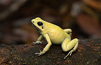 Golden Poison Dart Frog (mint) on log, full body, Timbiqu&iacute;, Colombia There it is, the Timbiqu&iacute; target and climax of our herping tour. The CEO of poison frogs. <br />
<br />
This is the most poisoneous of frogs and likely the most poisonenous animal on the planet. A wild specimen such as this one on average carries 1 milligram of poison, which is enough to kill 10-20 people or 2 African elephants.<br />
<br />
It is much larger than other poison frogs and also much more confident. It doesn't seem to make much effort at all to hide or escape, because why would it. A fitting movie quote:<br />
<br />
"Paulie might have moved slow, but it was only because Paulie didn&rsquo;t have to move for anybody."<br />
<br />
Further, they are expert predators (near 100% hite rate on their tongue strikes), socially advanced, dedicated parents and highly intelligent.<br />
<br />
We found 3 individuals where 2 were extensively photographed, a mint morph (this one) and a yellow morph. I'll be sharing a large amount of shots because it's an epic species that is rarely photographed in the wild. Plus, the 7 million mosquito bites we suffered through had to have some use.<br />
https://www.jungledragon.com/image/146663/golden_poison_dart_frog_mint_frontal_head_closeup_timbiqu_colombia.html<br />
https://www.jungledragon.com/image/146661/golden_poison_dart_frog_mint_head_closeup_timbiqu_colombia.html<br />
https://www.jungledragon.com/image/146666/golden_poison_dart_frog_mint_on_log_side_view_timbiqu_colombia.html<br />
https://www.jungledragon.com/image/146667/golden_poison_dart_frog_mint_on_log_timbiqu_colombia.html<br />
https://www.jungledragon.com/image/146664/golden_poison_dart_frog_mint_on_leaf_timbiqu_colombia.html<br />
https://www.jungledragon.com/image/146665/golden_poison_dart_frog_mint_on_leaf_-_side_view_timbiqu_colombia.html<br />
https://www.jungledragon.com/image/146670/golden_poison_dart_frog_mint_head_closeup_timbiqu_colombia.html<br />
 Cauca,Colombia,Colombia 2022,Geotagged,Golden Poison Dart Frog,Phyllobates terribilis,South America,Summer,Timbiqu&iacute;,World