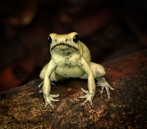 Golden Poison Dart Frog (mint) frontal, head closeup, Timbiquí, Colombia There it is, the Timbiquí target and climax of our herping tour. The CEO of poison frogs. 

This is the most poisoneous of frogs and likely the most poisonenous animal on the planet. A wild specimen such as this one on average carries 1 milligram of poison, which is enough to kill 10-20 people or 2 African elephants.

It is much larger than other poison frogs and also much more confident. It doesn't seem to make much effort at all to hide or escape, because why would it. A fitting movie quote:

"Paulie might have moved slow, but it was only because Paulie didn’t have to move for anybody."

Further, they are expert predators (near 100% hite rate on their tongue strikes), socially advanced, dedicated parents and highly intelligent.

We found 3 individuals where 2 were extensively photographed, a mint morph (this one) and a yellow morph. I'll be sharing a large amount of shots because it's an epic species that is rarely photographed in the wild. Plus, the 7 million mosquito bites we suffered through had to have some use.
https://www.jungledragon.com/image/146662/golden_poison_dart_frog_mint_on_log_full_body_timbiqu_colombia.html
https://www.jungledragon.com/image/146661/golden_poison_dart_frog_mint_head_closeup_timbiqu_colombia.html
https://www.jungledragon.com/image/146666/golden_poison_dart_frog_mint_on_log_side_view_timbiqu_colombia.html
https://www.jungledragon.com/image/146667/golden_poison_dart_frog_mint_on_log_timbiqu_colombia.html
https://www.jungledragon.com/image/146664/golden_poison_dart_frog_mint_on_leaf_timbiqu_colombia.html
https://www.jungledragon.com/image/146665/golden_poison_dart_frog_mint_on_leaf_-_side_view_timbiqu_colombia.html
https://www.jungledragon.com/image/146670/golden_poison_dart_frog_mint_head_closeup_timbiqu_colombia.html
 Cauca,Colombia,Colombia 2022,Geotagged,Golden Poison Dart Frog,Phyllobates terribilis,South America,Summer,Timbiquí,World