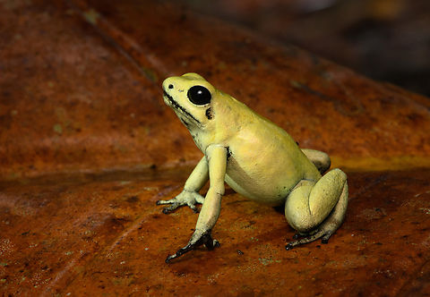 Golden Poison Dart Frog (mint) on leaf, Timbiquí, Colombia There it is, the Timbiquí target and climax of our herping tour. The CEO of poison frogs. 

This is the most poisoneous of frogs and likely the most poisonenous animal on the planet. A wild specimen such as this one on average carries 1 milligram of poison, which is enough to kill 10-20 people or 2 African elephants.

It is much larger than other poison frogs and also much more confident. It doesn't seem to make much effort at all to hide or escape, because why would it. A fitting movie quote:

"Paulie might have moved slow, but it was only because Paulie didn’t have to move for anybody."

Further, they are expert predators (near 100% hite rate on their tongue strikes), socially advanced, dedicated parents and highly intelligent.

We found 3 individuals where 2 were extensively photographed, a mint morph (this one) and a yellow morph. I'll be sharing a large amount of shots because it's an epic species that is rarely photographed in the wild. Plus, the 7 million mosquito bites we suffered through had to have some use.
https://www.jungledragon.com/image/146662/golden_poison_dart_frog_mint_on_log_full_body_timbiqu_colombia.html
https://www.jungledragon.com/image/146663/golden_poison_dart_frog_mint_frontal_head_closeup_timbiqu_colombia.html
https://www.jungledragon.com/image/146661/golden_poison_dart_frog_mint_head_closeup_timbiqu_colombia.html
https://www.jungledragon.com/image/146666/golden_poison_dart_frog_mint_on_log_side_view_timbiqu_colombia.html
https://www.jungledragon.com/image/146667/golden_poison_dart_frog_mint_on_log_timbiqu_colombia.html
https://www.jungledragon.com/image/146665/golden_poison_dart_frog_mint_on_leaf_-_side_view_timbiqu_colombia.html
https://www.jungledragon.com/image/146670/golden_poison_dart_frog_mint_head_closeup_timbiqu_colombia.html
 Cauca,Colombia,Colombia 2022,Geotagged,Golden Poison Dart Frog,Phyllobates terribilis,South America,Summer,Timbiquí,World