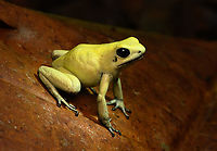 Golden Poison Dart Frog (mint) on leaf - side view, Timbiquí, Colombia There it is, the Timbiquí target and climax of our herping tour. The CEO of poison frogs. <br />
<br />
This is the most poisoneous of frogs and likely the most poisonenous animal on the planet. A wild specimen such as this one on average carries 1 milligram of poison, which is enough to kill 10-20 people or 2 African elephants.<br />
<br />
It is much larger than other poison frogs and also much more confident. It doesn't seem to make much effort at all to hide or escape, because why would it. A fitting movie quote:<br />
<br />
"Paulie might have moved slow, but it was only because Paulie didn’t have to move for anybody."<br />
<br />
Further, they are expert predators (near 100% hite rate on their tongue strikes), socially advanced, dedicated parents and highly intelligent.<br />
<br />
We found 3 individuals where 2 were extensively photographed, a mint morph (this one) and a yellow morph. I'll be sharing a large amount of shots because it's an epic species that is rarely photographed in the wild. Plus, the 7 million mosquito bites we suffered through had to have some use.<br />
https://www.jungledragon.com/image/146662/golden_poison_dart_frog_mint_on_log_full_body_timbiqu_colombia.html<br />
https://www.jungledragon.com/image/146663/golden_poison_dart_frog_mint_frontal_head_closeup_timbiqu_colombia.html<br />
https://www.jungledragon.com/image/146661/golden_poison_dart_frog_mint_head_closeup_timbiqu_colombia.html<br />
https://www.jungledragon.com/image/146666/golden_poison_dart_frog_mint_on_log_side_view_timbiqu_colombia.html<br />
https://www.jungledragon.com/image/146667/golden_poison_dart_frog_mint_on_log_timbiqu_colombia.html<br />
https://www.jungledragon.com/image/146664/golden_poison_dart_frog_mint_on_leaf_timbiqu_colombia.html<br />
https://www.jungledragon.com/image/146670/golden_poison_dart_frog_mint_head_closeup_timbiqu_colombia.html<br />
 Cauca,Colombia,Colombia 2022,Geotagged,Golden Poison Dart Frog,Phyllobates terribilis,South America,Summer,Timbiquí,World