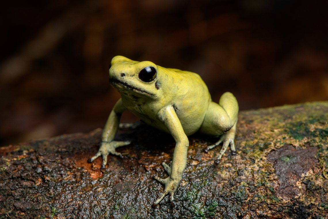 Golden Poison Dart Frog (mint) on log, side view, Timbiquí, Colombia There it is, the Timbiqu&iacute; target and climax of our herping tour. The CEO of poison frogs. <br />
<br />
This is the most poisoneous of frogs and likely the most poisonenous animal on the planet. A wild specimen such as this one on average carries 1 milligram of poison, which is enough to kill 10-20 people or 2 African elephants.<br />
<br />
It is much larger than other poison frogs and also much more confident. It doesn&#039;t seem to make much effort at all to hide or escape, because why would it. A fitting movie quote:<br />
<br />
&quot;Paulie might have moved slow, but it was only because Paulie didn&rsquo;t have to move for anybody.&quot;<br />
<br />
Further, they are expert predators (near 100% hite rate on their tongue strikes), socially advanced, dedicated parents and highly intelligent.<br />
<br />
We found 3 individuals where 2 were extensively photographed, a mint morph (this one) and a yellow morph. I&#039;ll be sharing a large amount of shots because it&#039;s an epic species that is rarely photographed in the wild. Plus, the 7 million mosquito bites we suffered through had to have some use.<br />
<figure class="photo"><a href="https://www.jungledragon.com/image/146662/golden_poison_dart_frog_mint_on_log_full_body_timbiqu_colombia.html" title="Golden Poison Dart Frog (mint) on log, full body, Timbiqu&iacute;, Colombia"><img src="https://s3.amazonaws.com/media.jungledragon.com/images/2/146662_thumb.jpg?AWSAccessKeyId=05GMT0V3GWVNE7GGM1R2&Expires=1767225610&Signature=0jELgzmkSN5GWQ2Vz1CsaqZQTIo%3D" width="200" height="130" alt="Golden Poison Dart Frog (mint) on log, full body, Timbiqu&iacute;, Colombia There it is, the Timbiqu&iacute; target and climax of our herping tour. The CEO of poison frogs. <br />
<br />
This is the most poisoneous of frogs and likely the most poisonenous animal on the planet. A wild specimen such as this one on average carries 1 milligram of poison, which is enough to kill 10-20 people or 2 African elephants.<br />
<br />
It is much larger than other poison frogs and also much more confident. It doesn&#039;t seem to make much effort at all to hide or escape, because why would it. A fitting movie quote:<br />
<br />
&quot;Paulie might have moved slow, but it was only because Paulie didn&rsquo;t have to move for anybody.&quot;<br />
<br />
Further, they are expert predators (near 100% hite rate on their tongue strikes), socially advanced, dedicated parents and highly intelligent.<br />
<br />
We found 3 individuals where 2 were extensively photographed, a mint morph (this one) and a yellow morph. I&#039;ll be sharing a large amount of shots because it&#039;s an epic species that is rarely photographed in the wild. Plus, the 7 million mosquito bites we suffered through had to have some use.<br />
https://www.jungledragon.com/image/146663/golden_poison_dart_frog_mint_frontal_head_closeup_timbiqu_colombia.html<br />
https://www.jungledragon.com/image/146661/golden_poison_dart_frog_mint_head_closeup_timbiqu_colombia.html<br />
https://www.jungledragon.com/image/146666/golden_poison_dart_frog_mint_on_log_side_view_timbiqu_colombia.html<br />
https://www.jungledragon.com/image/146667/golden_poison_dart_frog_mint_on_log_timbiqu_colombia.html<br />
https://www.jungledragon.com/image/146664/golden_poison_dart_frog_mint_on_leaf_timbiqu_colombia.html<br />
https://www.jungledragon.com/image/146665/golden_poison_dart_frog_mint_on_leaf_-_side_view_timbiqu_colombia.html<br />
https://www.jungledragon.com/image/146670/golden_poison_dart_frog_mint_head_closeup_timbiqu_colombia.html<br />
 Cauca,Colombia,Colombia 2022,Geotagged,Golden Poison Dart Frog,Phyllobates terribilis,South America,Summer,Timbiqu&iacute;,World" /></a></figure><br />
<figure class="photo"><a href="https://www.jungledragon.com/image/146663/golden_poison_dart_frog_mint_frontal_head_closeup_timbiqu_colombia.html" title="Golden Poison Dart Frog (mint) frontal, head closeup, Timbiqu&iacute;, Colombia"><img src="https://s3.amazonaws.com/media.jungledragon.com/images/2/146663_thumb.jpg?AWSAccessKeyId=05GMT0V3GWVNE7GGM1R2&Expires=1767225610&Signature=oJKMlEvWklTNpj6kL5u5BDsp3zg%3D" width="200" height="176" alt="Golden Poison Dart Frog (mint) frontal, head closeup, Timbiqu&iacute;, Colombia There it is, the Timbiqu&iacute; target and climax of our herping tour. The CEO of poison frogs. <br />
<br />
This is the most poisoneous of frogs and likely the most poisonenous animal on the planet. A wild specimen such as this one on average carries 1 milligram of poison, which is enough to kill 10-20 people or 2 African elephants.<br />
<br />
It is much larger than other poison frogs and also much more confident. It doesn&#039;t seem to make much effort at all to hide or escape, because why would it. A fitting movie quote:<br />
<br />
&quot;Paulie might have moved slow, but it was only because Paulie didn&rsquo;t have to move for anybody.&quot;<br />
<br />
Further, they are expert predators (near 100% hite rate on their tongue strikes), socially advanced, dedicated parents and highly intelligent.<br />
<br />
We found 3 individuals where 2 were extensively photographed, a mint morph (this one) and a yellow morph. I&#039;ll be sharing a large amount of shots because it&#039;s an epic species that is rarely photographed in the wild. Plus, the 7 million mosquito bites we suffered through had to have some use.<br />
https://www.jungledragon.com/image/146662/golden_poison_dart_frog_mint_on_log_full_body_timbiqu_colombia.html<br />
https://www.jungledragon.com/image/146661/golden_poison_dart_frog_mint_head_closeup_timbiqu_colombia.html<br />
https://www.jungledragon.com/image/146666/golden_poison_dart_frog_mint_on_log_side_view_timbiqu_colombia.html<br />
https://www.jungledragon.com/image/146667/golden_poison_dart_frog_mint_on_log_timbiqu_colombia.html<br />
https://www.jungledragon.com/image/146664/golden_poison_dart_frog_mint_on_leaf_timbiqu_colombia.html<br />
https://www.jungledragon.com/image/146665/golden_poison_dart_frog_mint_on_leaf_-_side_view_timbiqu_colombia.html<br />
https://www.jungledragon.com/image/146670/golden_poison_dart_frog_mint_head_closeup_timbiqu_colombia.html<br />
 Cauca,Colombia,Colombia 2022,Geotagged,Golden Poison Dart Frog,Phyllobates terribilis,South America,Summer,Timbiqu&iacute;,World" /></a></figure><br />
<figure class="photo"><a href="https://www.jungledragon.com/image/146661/golden_poison_dart_frog_mint_head_closeup_timbiqu_colombia.html" title="Golden Poison Dart Frog (mint), head closeup, Timbiqu&iacute;, Colombia"><img src="https://s3.amazonaws.com/media.jungledragon.com/images/2/146661_thumb.jpg?AWSAccessKeyId=05GMT0V3GWVNE7GGM1R2&Expires=1767225610&Signature=eJ5fql%2FI1qppzIE79j28qkoH7dQ%3D" width="200" height="150" alt="Golden Poison Dart Frog (mint), head closeup, Timbiqu&iacute;, Colombia There it is, the Timbiqu&iacute; target and climax of our herping tour. The CEO of poison frogs. <br />
<br />
This is the most poisoneous of frogs and likely the most poisonenous animal on the planet. A wild specimen such as this one on average carries 1 milligram of poison, which is enough to kill 10-20 people or 2 African elephants.<br />
<br />
It is much larger than other poison frogs and also much more confident. It doesn&#039;t seem to make much effort at all to hide or escape, because why would it. A fitting movie quote:<br />
<br />
&quot;Paulie might have moved slow, but it was only because Paulie didn&rsquo;t have to move for anybody.&quot;<br />
<br />
Further, they are expert predators (near 100% hite rate on their tongue strikes), socially advanced, dedicated parents and highly intelligent.<br />
<br />
We found 3 individuals where 2 were extensively photographed, a mint morph (this one) and a yellow morph. I&#039;ll be sharing a large amount of shots because it&#039;s an epic species that is rarely photographed in the wild. Plus, the 7 million mosquito bites we suffered through had to have some use.<br />
https://www.jungledragon.com/image/146662/golden_poison_dart_frog_mint_on_log_full_body_timbiqu_colombia.html<br />
https://www.jungledragon.com/image/146663/golden_poison_dart_frog_mint_frontal_head_closeup_timbiqu_colombia.html<br />
https://www.jungledragon.com/image/146666/golden_poison_dart_frog_mint_on_log_side_view_timbiqu_colombia.html<br />
https://www.jungledragon.com/image/146667/golden_poison_dart_frog_mint_on_log_timbiqu_colombia.html<br />
https://www.jungledragon.com/image/146664/golden_poison_dart_frog_mint_on_leaf_timbiqu_colombia.html<br />
https://www.jungledragon.com/image/146665/golden_poison_dart_frog_mint_on_leaf_-_side_view_timbiqu_colombia.html<br />
https://www.jungledragon.com/image/146670/golden_poison_dart_frog_mint_head_closeup_timbiqu_colombia.html<br />
 Cauca,Colombia,Colombia 2022,Geotagged,Golden poison frog,Phyllobates terribilis,South America,Summer,Timbiqu&iacute;,World" /></a></figure><br />
<figure class="photo"><a href="https://www.jungledragon.com/image/146667/golden_poison_dart_frog_mint_on_log_timbiqu_colombia.html" title="Golden Poison Dart Frog (mint) on log, Timbiqu&iacute;, Colombia"><img src="https://s3.amazonaws.com/media.jungledragon.com/images/2/146667_thumb.jpg?AWSAccessKeyId=05GMT0V3GWVNE7GGM1R2&Expires=1767225610&Signature=nf%2BVJI%2BF7dEdLVmIGzz4r4AqyI0%3D" width="200" height="160" alt="Golden Poison Dart Frog (mint) on log, Timbiqu&iacute;, Colombia There it is, the Timbiqu&iacute; target and climax of our herping tour. The CEO of poison frogs. <br />
<br />
This is the most poisoneous of frogs and likely the most poisonenous animal on the planet. A wild specimen such as this one on average carries 1 milligram of poison, which is enough to kill 10-20 people or 2 African elephants.<br />
<br />
It is much larger than other poison frogs and also much more confident. It doesn&#039;t seem to make much effort at all to hide or escape, because why would it. A fitting movie quote:<br />
<br />
&quot;Paulie might have moved slow, but it was only because Paulie didn&rsquo;t have to move for anybody.&quot;<br />
<br />
Further, they are expert predators (near 100% hite rate on their tongue strikes), socially advanced, dedicated parents and highly intelligent.<br />
<br />
We found 3 individuals where 2 were extensively photographed, a mint morph (this one) and a yellow morph. I&#039;ll be sharing a large amount of shots because it&#039;s an epic species that is rarely photographed in the wild. Plus, the 7 million mosquito bites we suffered through had to have some use.<br />
https://www.jungledragon.com/image/146662/golden_poison_dart_frog_mint_on_log_full_body_timbiqu_colombia.html<br />
https://www.jungledragon.com/image/146663/golden_poison_dart_frog_mint_frontal_head_closeup_timbiqu_colombia.html<br />
https://www.jungledragon.com/image/146661/golden_poison_dart_frog_mint_head_closeup_timbiqu_colombia.html<br />
https://www.jungledragon.com/image/146666/golden_poison_dart_frog_mint_on_log_side_view_timbiqu_colombia.html<br />
https://www.jungledragon.com/image/146664/golden_poison_dart_frog_mint_on_leaf_timbiqu_colombia.html<br />
https://www.jungledragon.com/image/146665/golden_poison_dart_frog_mint_on_leaf_-_side_view_timbiqu_colombia.html<br />
https://www.jungledragon.com/image/146670/golden_poison_dart_frog_mint_head_closeup_timbiqu_colombia.html<br />
 Cauca,Colombia,Colombia 2022,Geotagged,Golden Poison Dart Frog,Phyllobates terribilis,South America,Summer,Timbiqu&iacute;,World" /></a></figure><br />
<figure class="photo"><a href="https://www.jungledragon.com/image/146664/golden_poison_dart_frog_mint_on_leaf_timbiqu_colombia.html" title="Golden Poison Dart Frog (mint) on leaf, Timbiqu&iacute;, Colombia"><img src="https://s3.amazonaws.com/media.jungledragon.com/images/2/146664_thumb.jpg?AWSAccessKeyId=05GMT0V3GWVNE7GGM1R2&Expires=1767225610&Signature=Rk6cuWmPLOPr14%2FBP2r8FGGmDrs%3D" width="200" height="140" alt="Golden Poison Dart Frog (mint) on leaf, Timbiqu&iacute;, Colombia There it is, the Timbiqu&iacute; target and climax of our herping tour. The CEO of poison frogs. <br />
<br />
This is the most poisoneous of frogs and likely the most poisonenous animal on the planet. A wild specimen such as this one on average carries 1 milligram of poison, which is enough to kill 10-20 people or 2 African elephants.<br />
<br />
It is much larger than other poison frogs and also much more confident. It doesn&#039;t seem to make much effort at all to hide or escape, because why would it. A fitting movie quote:<br />
<br />
&quot;Paulie might have moved slow, but it was only because Paulie didn&rsquo;t have to move for anybody.&quot;<br />
<br />
Further, they are expert predators (near 100% hite rate on their tongue strikes), socially advanced, dedicated parents and highly intelligent.<br />
<br />
We found 3 individuals where 2 were extensively photographed, a mint morph (this one) and a yellow morph. I&#039;ll be sharing a large amount of shots because it&#039;s an epic species that is rarely photographed in the wild. Plus, the 7 million mosquito bites we suffered through had to have some use.<br />
https://www.jungledragon.com/image/146662/golden_poison_dart_frog_mint_on_log_full_body_timbiqu_colombia.html<br />
https://www.jungledragon.com/image/146663/golden_poison_dart_frog_mint_frontal_head_closeup_timbiqu_colombia.html<br />
https://www.jungledragon.com/image/146661/golden_poison_dart_frog_mint_head_closeup_timbiqu_colombia.html<br />
https://www.jungledragon.com/image/146666/golden_poison_dart_frog_mint_on_log_side_view_timbiqu_colombia.html<br />
https://www.jungledragon.com/image/146667/golden_poison_dart_frog_mint_on_log_timbiqu_colombia.html<br />
https://www.jungledragon.com/image/146665/golden_poison_dart_frog_mint_on_leaf_-_side_view_timbiqu_colombia.html<br />
https://www.jungledragon.com/image/146670/golden_poison_dart_frog_mint_head_closeup_timbiqu_colombia.html<br />
 Cauca,Colombia,Colombia 2022,Geotagged,Golden Poison Dart Frog,Phyllobates terribilis,South America,Summer,Timbiqu&iacute;,World" /></a></figure><br />
<figure class="photo"><a href="https://www.jungledragon.com/image/146665/golden_poison_dart_frog_mint_on_leaf_-_side_view_timbiqu_colombia.html" title="Golden Poison Dart Frog (mint) on leaf - side view, Timbiqu&iacute;, Colombia"><img src="https://s3.amazonaws.com/media.jungledragon.com/images/2/146665_thumb.jpg?AWSAccessKeyId=05GMT0V3GWVNE7GGM1R2&Expires=1767225610&Signature=Zgkrtunifzi15O%2BaoUytM0beMts%3D" width="200" height="140" alt="Golden Poison Dart Frog (mint) on leaf - side view, Timbiqu&iacute;, Colombia There it is, the Timbiqu&iacute; target and climax of our herping tour. The CEO of poison frogs. <br />
<br />
This is the most poisoneous of frogs and likely the most poisonenous animal on the planet. A wild specimen such as this one on average carries 1 milligram of poison, which is enough to kill 10-20 people or 2 African elephants.<br />
<br />
It is much larger than other poison frogs and also much more confident. It doesn&#039;t seem to make much effort at all to hide or escape, because why would it. A fitting movie quote:<br />
<br />
&quot;Paulie might have moved slow, but it was only because Paulie didn&rsquo;t have to move for anybody.&quot;<br />
<br />
Further, they are expert predators (near 100% hite rate on their tongue strikes), socially advanced, dedicated parents and highly intelligent.<br />
<br />
We found 3 individuals where 2 were extensively photographed, a mint morph (this one) and a yellow morph. I&#039;ll be sharing a large amount of shots because it&#039;s an epic species that is rarely photographed in the wild. Plus, the 7 million mosquito bites we suffered through had to have some use.<br />
https://www.jungledragon.com/image/146662/golden_poison_dart_frog_mint_on_log_full_body_timbiqu_colombia.html<br />
https://www.jungledragon.com/image/146663/golden_poison_dart_frog_mint_frontal_head_closeup_timbiqu_colombia.html<br />
https://www.jungledragon.com/image/146661/golden_poison_dart_frog_mint_head_closeup_timbiqu_colombia.html<br />
https://www.jungledragon.com/image/146666/golden_poison_dart_frog_mint_on_log_side_view_timbiqu_colombia.html<br />
https://www.jungledragon.com/image/146667/golden_poison_dart_frog_mint_on_log_timbiqu_colombia.html<br />
https://www.jungledragon.com/image/146664/golden_poison_dart_frog_mint_on_leaf_timbiqu_colombia.html<br />
https://www.jungledragon.com/image/146670/golden_poison_dart_frog_mint_head_closeup_timbiqu_colombia.html<br />
 Cauca,Colombia,Colombia 2022,Geotagged,Golden Poison Dart Frog,Phyllobates terribilis,South America,Summer,Timbiqu&iacute;,World" /></a></figure><br />
<figure class="photo"><a href="https://www.jungledragon.com/image/146670/golden_poison_dart_frog_mint_head_closeup_timbiqu_colombia.html" title="Golden Poison Dart Frog (mint), head closeup, Timbiqu&iacute;, Colombia"><img src="https://s3.amazonaws.com/media.jungledragon.com/images/2/146670_thumb.jpg?AWSAccessKeyId=05GMT0V3GWVNE7GGM1R2&Expires=1767225610&Signature=6Mlx9jgIG8hZzrlpS%2BGBWLsJLkA%3D" width="200" height="134" alt="Golden Poison Dart Frog (mint), head closeup, Timbiqu&iacute;, Colombia There it is, the Timbiqu&iacute; target and climax of our herping tour. The CEO of poison frogs. <br />
<br />
This is the most poisoneous of frogs and likely the most poisonenous animal on the planet. A wild specimen such as this one on average carries 1 milligram of poison, which is enough to kill 10-20 people or 2 African elephants.<br />
<br />
It is much larger than other poison frogs and also much more confident. It doesn&#039;t seem to make much effort at all to hide or escape, because why would it. A fitting movie quote:<br />
<br />
&quot;Paulie might have moved slow, but it was only because Paulie didn&rsquo;t have to move for anybody.&quot;<br />
<br />
Further, they are expert predators (near 100% hite rate on their tongue strikes), socially advanced, dedicated parents and highly intelligent.<br />
<br />
We found 3 individuals where 2 were extensively photographed, a mint morph (this one) and a yellow morph. I&#039;ll be sharing a large amount of shots because it&#039;s an epic species that is rarely photographed in the wild. Plus, the 7 million mosquito bites we suffered through had to have some use.<br />
https://www.jungledragon.com/image/146662/golden_poison_dart_frog_mint_on_log_full_body_timbiqu_colombia.html<br />
https://www.jungledragon.com/image/146663/golden_poison_dart_frog_mint_frontal_head_closeup_timbiqu_colombia.html<br />
https://www.jungledragon.com/image/146661/golden_poison_dart_frog_mint_head_closeup_timbiqu_colombia.html<br />
https://www.jungledragon.com/image/146666/golden_poison_dart_frog_mint_on_log_side_view_timbiqu_colombia.html<br />
https://www.jungledragon.com/image/146667/golden_poison_dart_frog_mint_on_log_timbiqu_colombia.html<br />
https://www.jungledragon.com/image/146664/golden_poison_dart_frog_mint_on_leaf_timbiqu_colombia.html<br />
https://www.jungledragon.com/image/146665/golden_poison_dart_frog_mint_on_leaf_-_side_view_timbiqu_colombia.html<br />
 Cauca,Colombia,Colombia 2022,Geotagged,Golden Poison Dart Frog,Phyllobates terribilis,South America,Summer,Timbiqu&iacute;,World" /></a></figure><br />
 Cauca,Colombia,Colombia 2022,Geotagged,Golden Poison Dart Frog,Phyllobates terribilis,South America,Summer,Timbiquí,World