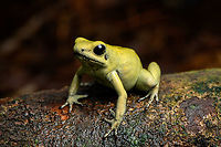 Golden Poison Dart Frog (mint) on log, side view, Timbiquí, Colombia There it is, the Timbiquí target and climax of our herping tour. The CEO of poison frogs. <br />
<br />
This is the most poisoneous of frogs and likely the most poisonenous animal on the planet. A wild specimen such as this one on average carries 1 milligram of poison, which is enough to kill 10-20 people or 2 African elephants.<br />
<br />
It is much larger than other poison frogs and also much more confident. It doesn't seem to make much effort at all to hide or escape, because why would it. A fitting movie quote:<br />
<br />
"Paulie might have moved slow, but it was only because Paulie didn’t have to move for anybody."<br />
<br />
Further, they are expert predators (near 100% hite rate on their tongue strikes), socially advanced, dedicated parents and highly intelligent.<br />
<br />
We found 3 individuals where 2 were extensively photographed, a mint morph (this one) and a yellow morph. I'll be sharing a large amount of shots because it's an epic species that is rarely photographed in the wild. Plus, the 7 million mosquito bites we suffered through had to have some use.<br />
https://www.jungledragon.com/image/146662/golden_poison_dart_frog_mint_on_log_full_body_timbiqu_colombia.html<br />
https://www.jungledragon.com/image/146663/golden_poison_dart_frog_mint_frontal_head_closeup_timbiqu_colombia.html<br />
https://www.jungledragon.com/image/146661/golden_poison_dart_frog_mint_head_closeup_timbiqu_colombia.html<br />
https://www.jungledragon.com/image/146667/golden_poison_dart_frog_mint_on_log_timbiqu_colombia.html<br />
https://www.jungledragon.com/image/146664/golden_poison_dart_frog_mint_on_leaf_timbiqu_colombia.html<br />
https://www.jungledragon.com/image/146665/golden_poison_dart_frog_mint_on_leaf_-_side_view_timbiqu_colombia.html<br />
https://www.jungledragon.com/image/146670/golden_poison_dart_frog_mint_head_closeup_timbiqu_colombia.html<br />
 Cauca,Colombia,Colombia 2022,Geotagged,Golden Poison Dart Frog,Phyllobates terribilis,South America,Summer,Timbiquí,World