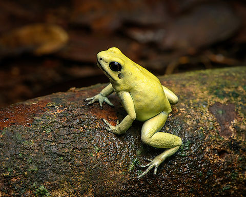 Golden Poison Dart Frog (mint) on log, Timbiquí, Colombia There it is, the Timbiquí target and climax of our herping tour. The CEO of poison frogs. 

This is the most poisoneous of frogs and likely the most poisonenous animal on the planet. A wild specimen such as this one on average carries 1 milligram of poison, which is enough to kill 10-20 people or 2 African elephants.

It is much larger than other poison frogs and also much more confident. It doesn't seem to make much effort at all to hide or escape, because why would it. A fitting movie quote:

"Paulie might have moved slow, but it was only because Paulie didn’t have to move for anybody."

Further, they are expert predators (near 100% hite rate on their tongue strikes), socially advanced, dedicated parents and highly intelligent.

We found 3 individuals where 2 were extensively photographed, a mint morph (this one) and a yellow morph. I'll be sharing a large amount of shots because it's an epic species that is rarely photographed in the wild. Plus, the 7 million mosquito bites we suffered through had to have some use.
https://www.jungledragon.com/image/146662/golden_poison_dart_frog_mint_on_log_full_body_timbiqu_colombia.html
https://www.jungledragon.com/image/146663/golden_poison_dart_frog_mint_frontal_head_closeup_timbiqu_colombia.html
https://www.jungledragon.com/image/146661/golden_poison_dart_frog_mint_head_closeup_timbiqu_colombia.html
https://www.jungledragon.com/image/146666/golden_poison_dart_frog_mint_on_log_side_view_timbiqu_colombia.html
https://www.jungledragon.com/image/146664/golden_poison_dart_frog_mint_on_leaf_timbiqu_colombia.html
https://www.jungledragon.com/image/146665/golden_poison_dart_frog_mint_on_leaf_-_side_view_timbiqu_colombia.html
https://www.jungledragon.com/image/146670/golden_poison_dart_frog_mint_head_closeup_timbiqu_colombia.html
 Cauca,Colombia,Colombia 2022,Geotagged,Golden Poison Dart Frog,Phyllobates terribilis,South America,Summer,Timbiquí,World