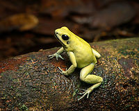 Golden Poison Dart Frog (mint) on log, Timbiquí, Colombia There it is, the Timbiquí target and climax of our herping tour. The CEO of poison frogs. <br />
<br />
This is the most poisoneous of frogs and likely the most poisonenous animal on the planet. A wild specimen such as this one on average carries 1 milligram of poison, which is enough to kill 10-20 people or 2 African elephants.<br />
<br />
It is much larger than other poison frogs and also much more confident. It doesn't seem to make much effort at all to hide or escape, because why would it. A fitting movie quote:<br />
<br />
"Paulie might have moved slow, but it was only because Paulie didn’t have to move for anybody."<br />
<br />
Further, they are expert predators (near 100% hite rate on their tongue strikes), socially advanced, dedicated parents and highly intelligent.<br />
<br />
We found 3 individuals where 2 were extensively photographed, a mint morph (this one) and a yellow morph. I'll be sharing a large amount of shots because it's an epic species that is rarely photographed in the wild. Plus, the 7 million mosquito bites we suffered through had to have some use.<br />
https://www.jungledragon.com/image/146662/golden_poison_dart_frog_mint_on_log_full_body_timbiqu_colombia.html<br />
https://www.jungledragon.com/image/146663/golden_poison_dart_frog_mint_frontal_head_closeup_timbiqu_colombia.html<br />
https://www.jungledragon.com/image/146661/golden_poison_dart_frog_mint_head_closeup_timbiqu_colombia.html<br />
https://www.jungledragon.com/image/146666/golden_poison_dart_frog_mint_on_log_side_view_timbiqu_colombia.html<br />
https://www.jungledragon.com/image/146664/golden_poison_dart_frog_mint_on_leaf_timbiqu_colombia.html<br />
https://www.jungledragon.com/image/146665/golden_poison_dart_frog_mint_on_leaf_-_side_view_timbiqu_colombia.html<br />
https://www.jungledragon.com/image/146670/golden_poison_dart_frog_mint_head_closeup_timbiqu_colombia.html<br />
 Cauca,Colombia,Colombia 2022,Geotagged,Golden Poison Dart Frog,Phyllobates terribilis,South America,Summer,Timbiquí,World