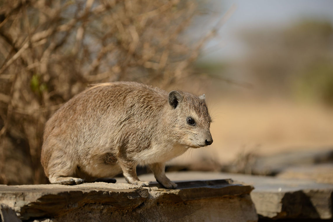 Eastern tree hyrax full body view, North Serengeti  Africa,Dendrohyrax arboreus,Eastern tree hyrax,Serengeti National Park,Serengeti North,Serengeti area,Tanzania