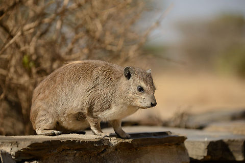 Eastern tree hyrax full body view, North Serengeti  Africa,Dendrohyrax arboreus,Eastern tree hyrax,Serengeti National Park,Serengeti North,Serengeti area,Tanzania
