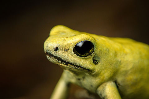 Golden Poison Dart Frog (mint), head closeup, Timbiquí, Colombia There it is, the Timbiquí target and climax of our herping tour. The CEO of poison frogs. 

This is the most poisoneous of frogs and likely the most poisonenous animal on the planet. A wild specimen such as this one on average carries 1 milligram of poison, which is enough to kill 10-20 people or 2 African elephants.

It is much larger than other poison frogs and also much more confident. It doesn't seem to make much effort at all to hide or escape, because why would it. A fitting movie quote:

"Paulie might have moved slow, but it was only because Paulie didn’t have to move for anybody."

Further, they are expert predators (near 100% hite rate on their tongue strikes), socially advanced, dedicated parents and highly intelligent.

We found 3 individuals where 2 were extensively photographed, a mint morph (this one) and a yellow morph. I'll be sharing a large amount of shots because it's an epic species that is rarely photographed in the wild. Plus, the 7 million mosquito bites we suffered through had to have some use.
https://www.jungledragon.com/image/146662/golden_poison_dart_frog_mint_on_log_full_body_timbiqu_colombia.html
https://www.jungledragon.com/image/146663/golden_poison_dart_frog_mint_frontal_head_closeup_timbiqu_colombia.html
https://www.jungledragon.com/image/146661/golden_poison_dart_frog_mint_head_closeup_timbiqu_colombia.html
https://www.jungledragon.com/image/146666/golden_poison_dart_frog_mint_on_log_side_view_timbiqu_colombia.html
https://www.jungledragon.com/image/146667/golden_poison_dart_frog_mint_on_log_timbiqu_colombia.html
https://www.jungledragon.com/image/146664/golden_poison_dart_frog_mint_on_leaf_timbiqu_colombia.html
https://www.jungledragon.com/image/146665/golden_poison_dart_frog_mint_on_leaf_-_side_view_timbiqu_colombia.html
 Cauca,Colombia,Colombia 2022,Geotagged,Golden Poison Dart Frog,Phyllobates terribilis,South America,Summer,Timbiquí,World