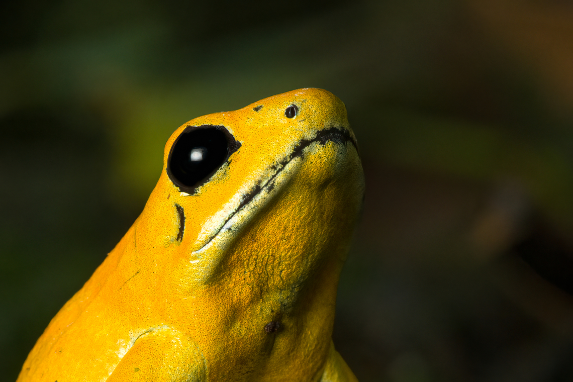 Golden Poison Dart Frog (yellow), head closeup, Timbiqu&iacute;, Colombia Here's the second individual of Golden Poison Dart Frog that we extensively photographed in Timbiqu&iacute;. Whereas the first individual is a mint morph, this one is more yellow. This individual was also larger and even bolder than the other. <br />
<figure class="photo"><a href="https://www.jungledragon.com/image/146683/golden_poison_dart_frog_yellow_timbiqu_colombia.html" title="Golden Poison Dart Frog (yellow), Timbiqu&iacute;, Colombia"><img src="https://s3.amazonaws.com/media.jungledragon.com/images/2/146683_thumb.jpg?AWSAccessKeyId=05GMT0V3GWVNE7GGM1R2&Expires=1770854410&Signature=OvfI5xaLziwtcAFDmYX3SgiFSc0%3D" width="200" height="134" alt="Golden Poison Dart Frog (yellow), Timbiqu&iacute;, Colombia Here's the second individual of Golden Poison Dart Frog that we extensively photographed in Timbiqu&iacute;. Whereas the first individual is a mint morph, this one is more yellow. This individual was also larger and even bolder than the other. <br />
https://www.jungledragon.com/image/146682/golden_poison_dart_frog_yellow_on_bark_timbiqu_colombia.html<br />
https://www.jungledragon.com/image/146681/golden_poison_dart_frog_yellow_on_moss_timbiqu_colombia.html<br />
https://www.jungledragon.com/image/146680/golden_poison_dart_frog_yellow_on_fungus_timbiqu_colombia.html<br />
https://www.jungledragon.com/image/146679/golden_poison_dart_frog_yellow_head_closeup_timbiqu_colombia.html<br />
Mint morph:<br />
<br />
https://www.jungledragon.com/image/146666/golden_poison_dart_frog_mint_on_log_side_view_timbiqu_colombia.html Cauca,Colombia,Colombia 2022,Geotagged,Golden Poison Dart Frog,Phyllobates terribilis,South America,Summer,Timbiqu&iacute;,World" /></a></figure><br />
<figure class="photo"><a href="https://www.jungledragon.com/image/146682/golden_poison_dart_frog_yellow_on_bark_timbiqu_colombia.html" title="Golden Poison Dart Frog (yellow) on bark, Timbiqu&iacute;, Colombia"><img src="https://s3.amazonaws.com/media.jungledragon.com/images/2/146682_thumb.jpg?AWSAccessKeyId=05GMT0V3GWVNE7GGM1R2&Expires=1770854410&Signature=aFoJse%2B%2BqauZWAe8Fu0lqznInFk%3D" width="200" height="134" alt="Golden Poison Dart Frog (yellow) on bark, Timbiqu&iacute;, Colombia Here's the second individual of Golden Poison Dart Frog that we extensively photographed in Timbiqu&iacute;. Whereas the first individual is a mint morph, this one is more yellow. This individual was also larger and even bolder than the other. <br />
https://www.jungledragon.com/image/146683/golden_poison_dart_frog_yellow_timbiqu_colombia.html<br />
https://www.jungledragon.com/image/146681/golden_poison_dart_frog_yellow_on_moss_timbiqu_colombia.html<br />
https://www.jungledragon.com/image/146680/golden_poison_dart_frog_yellow_on_fungus_timbiqu_colombia.html<br />
https://www.jungledragon.com/image/146679/golden_poison_dart_frog_yellow_head_closeup_timbiqu_colombia.html<br />
Mint morph:<br />
<br />
https://www.jungledragon.com/image/146666/golden_poison_dart_frog_mint_on_log_side_view_timbiqu_colombia.html Cauca,Colombia,Colombia 2022,Geotagged,Golden Poison Dart Frog,Phyllobates terribilis,South America,Summer,Timbiqu&iacute;,World" /></a></figure><br />
<figure class="photo"><a href="https://www.jungledragon.com/image/146681/golden_poison_dart_frog_yellow_on_moss_timbiqu_colombia.html" title="Golden Poison Dart Frog (yellow) on moss, Timbiqu&iacute;, Colombia"><img src="https://s3.amazonaws.com/media.jungledragon.com/images/2/146681_thumb.jpg?AWSAccessKeyId=05GMT0V3GWVNE7GGM1R2&Expires=1770854410&Signature=z0uc1qWeBPiOIJKRrur1a52AIlg%3D" width="200" height="134" alt="Golden Poison Dart Frog (yellow) on moss, Timbiqu&iacute;, Colombia Here's the second individual of Golden Poison Dart Frog that we extensively photographed in Timbiqu&iacute;. Whereas the first individual is a mint morph, this one is more yellow. This individual was also larger and even bolder than the other. <br />
https://www.jungledragon.com/image/146683/golden_poison_dart_frog_yellow_timbiqu_colombia.html<br />
https://www.jungledragon.com/image/146682/golden_poison_dart_frog_yellow_on_bark_timbiqu_colombia.html<br />
https://www.jungledragon.com/image/146680/golden_poison_dart_frog_yellow_on_fungus_timbiqu_colombia.html<br />
https://www.jungledragon.com/image/146679/golden_poison_dart_frog_yellow_head_closeup_timbiqu_colombia.html<br />
Mint morph:<br />
<br />
https://www.jungledragon.com/image/146666/golden_poison_dart_frog_mint_on_log_side_view_timbiqu_colombia.html Cauca,Colombia,Colombia 2022,Geotagged,Golden Poison Dart Frog,Phyllobates terribilis,South America,Summer,Timbiqu&iacute;,World" /></a></figure><br />
<figure class="photo"><a href="https://www.jungledragon.com/image/146680/golden_poison_dart_frog_yellow_on_fungus_timbiqu_colombia.html" title="Golden Poison Dart Frog (yellow) on fungus, Timbiqu&iacute;, Colombia"><img src="https://s3.amazonaws.com/media.jungledragon.com/images/2/146680_thumb.jpg?AWSAccessKeyId=05GMT0V3GWVNE7GGM1R2&Expires=1770854410&Signature=6vcsXbZZSDrUvO70weSgXjLUw3s%3D" width="200" height="134" alt="Golden Poison Dart Frog (yellow) on fungus, Timbiqu&iacute;, Colombia Here's the second individual of Golden Poison Dart Frog that we extensively photographed in Timbiqu&iacute;. Whereas the first individual is a mint morph, this one is more yellow. This individual was also larger and even bolder than the other. <br />
https://www.jungledragon.com/image/146683/golden_poison_dart_frog_yellow_timbiqu_colombia.html<br />
https://www.jungledragon.com/image/146682/golden_poison_dart_frog_yellow_on_bark_timbiqu_colombia.html<br />
https://www.jungledragon.com/image/146681/golden_poison_dart_frog_yellow_on_moss_timbiqu_colombia.html<br />
https://www.jungledragon.com/image/146679/golden_poison_dart_frog_yellow_head_closeup_timbiqu_colombia.html<br />
Mint morph:<br />
<br />
https://www.jungledragon.com/image/146666/golden_poison_dart_frog_mint_on_log_side_view_timbiqu_colombia.html Cauca,Colombia,Colombia 2022,Geotagged,Golden Poison Dart Frog,Phyllobates terribilis,South America,Summer,Timbiqu&iacute;,World" /></a></figure><br />
Mint morph:<br />
<br />
<figure class="photo"><a href="https://www.jungledragon.com/image/146666/golden_poison_dart_frog_mint_on_log_side_view_timbiqu_colombia.html" title="Golden Poison Dart Frog (mint) on log, side view, Timbiqu&iacute;, Colombia"><img src="https://s3.amazonaws.com/media.jungledragon.com/images/2/146666_thumb.jpg?AWSAccessKeyId=05GMT0V3GWVNE7GGM1R2&Expires=1770854410&Signature=f82O3O4hA%2BoXj%2BH7zNZEh8FxkYA%3D" width="200" height="134" alt="Golden Poison Dart Frog (mint) on log, side view, Timbiqu&iacute;, Colombia There it is, the Timbiqu&iacute; target and climax of our herping tour. The CEO of poison frogs. <br />
<br />
This is the most poisoneous of frogs and likely the most poisonenous animal on the planet. A wild specimen such as this one on average carries 1 milligram of poison, which is enough to kill 10-20 people or 2 African elephants.<br />
<br />
It is much larger than other poison frogs and also much more confident. It doesn't seem to make much effort at all to hide or escape, because why would it. A fitting movie quote:<br />
<br />
"Paulie might have moved slow, but it was only because Paulie didn&rsquo;t have to move for anybody."<br />
<br />
Further, they are expert predators (near 100% hite rate on their tongue strikes), socially advanced, dedicated parents and highly intelligent.<br />
<br />
We found 3 individuals where 2 were extensively photographed, a mint morph (this one) and a yellow morph. I'll be sharing a large amount of shots because it's an epic species that is rarely photographed in the wild. Plus, the 7 million mosquito bites we suffered through had to have some use.<br />
https://www.jungledragon.com/image/146662/golden_poison_dart_frog_mint_on_log_full_body_timbiqu_colombia.html<br />
https://www.jungledragon.com/image/146663/golden_poison_dart_frog_mint_frontal_head_closeup_timbiqu_colombia.html<br />
https://www.jungledragon.com/image/146661/golden_poison_dart_frog_mint_head_closeup_timbiqu_colombia.html<br />
https://www.jungledragon.com/image/146667/golden_poison_dart_frog_mint_on_log_timbiqu_colombia.html<br />
https://www.jungledragon.com/image/146664/golden_poison_dart_frog_mint_on_leaf_timbiqu_colombia.html<br />
https://www.jungledragon.com/image/146665/golden_poison_dart_frog_mint_on_leaf_-_side_view_timbiqu_colombia.html<br />
https://www.jungledragon.com/image/146670/golden_poison_dart_frog_mint_head_closeup_timbiqu_colombia.html<br />
 Cauca,Colombia,Colombia 2022,Geotagged,Golden Poison Dart Frog,Phyllobates terribilis,South America,Summer,Timbiqu&iacute;,World" /></a></figure> Cauca,Colombia,Colombia 2022,Geotagged,Golden Poison Dart Frog,Phyllobates terribilis,South America,Summer,Timbiqu&iacute;,World