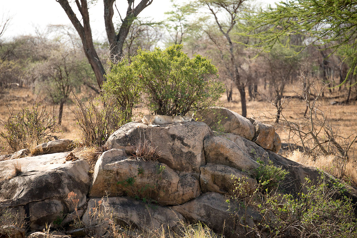 Lion sleeping on kopje, North Serengeti You should think twice before resting on these rocky structures on the Serengeti, others may have gone before you. Africa,Lion,Panthera leo,Serengeti National Park,Serengeti North,Serengeti area,Tanzania