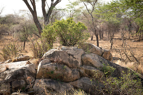 Lion sleeping on kopje, North Serengeti You should think twice before resting on these rocky structures on the Serengeti, others may have gone before you. Africa,Lion,Panthera leo,Serengeti National Park,Serengeti North,Serengeti area,Tanzania