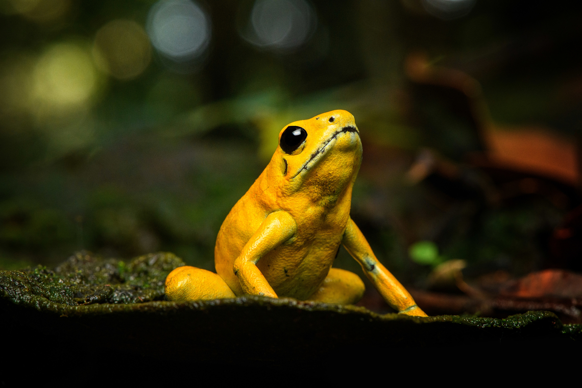 Golden Poison Dart Frog (yellow) on fungus, Timbiquí, Colombia Here&#039;s the second individual of Golden Poison Dart Frog that we extensively photographed in Timbiqu&iacute;. Whereas the first individual is a mint morph, this one is more yellow. This individual was also larger and even bolder than the other. <br />
<figure class="photo"><a href="https://www.jungledragon.com/image/146683/golden_poison_dart_frog_yellow_timbiqu_colombia.html" title="Golden Poison Dart Frog (yellow), Timbiqu&iacute;, Colombia"><img src="https://s3.amazonaws.com/media.jungledragon.com/images/2/146683_thumb.jpg?AWSAccessKeyId=05GMT0V3GWVNE7GGM1R2&Expires=1759968010&Signature=P4893x7JV3mJkH1wmFtIajtjpiE%3D" width="200" height="134" alt="Golden Poison Dart Frog (yellow), Timbiqu&iacute;, Colombia Here&#039;s the second individual of Golden Poison Dart Frog that we extensively photographed in Timbiqu&iacute;. Whereas the first individual is a mint morph, this one is more yellow. This individual was also larger and even bolder than the other. <br />
https://www.jungledragon.com/image/146682/golden_poison_dart_frog_yellow_on_bark_timbiqu_colombia.html<br />
https://www.jungledragon.com/image/146681/golden_poison_dart_frog_yellow_on_moss_timbiqu_colombia.html<br />
https://www.jungledragon.com/image/146680/golden_poison_dart_frog_yellow_on_fungus_timbiqu_colombia.html<br />
https://www.jungledragon.com/image/146679/golden_poison_dart_frog_yellow_head_closeup_timbiqu_colombia.html<br />
Mint morph:<br />
<br />
https://www.jungledragon.com/image/146666/golden_poison_dart_frog_mint_on_log_side_view_timbiqu_colombia.html Cauca,Colombia,Colombia 2022,Geotagged,Golden Poison Dart Frog,Phyllobates terribilis,South America,Summer,Timbiqu&iacute;,World" /></a></figure><br />
<figure class="photo"><a href="https://www.jungledragon.com/image/146682/golden_poison_dart_frog_yellow_on_bark_timbiqu_colombia.html" title="Golden Poison Dart Frog (yellow) on bark, Timbiqu&iacute;, Colombia"><img src="https://s3.amazonaws.com/media.jungledragon.com/images/2/146682_thumb.jpg?AWSAccessKeyId=05GMT0V3GWVNE7GGM1R2&Expires=1759968010&Signature=p%2Fd%2BzZkwNPXocbaw%2FuLmZvec7YA%3D" width="200" height="134" alt="Golden Poison Dart Frog (yellow) on bark, Timbiqu&iacute;, Colombia Here&#039;s the second individual of Golden Poison Dart Frog that we extensively photographed in Timbiqu&iacute;. Whereas the first individual is a mint morph, this one is more yellow. This individual was also larger and even bolder than the other. <br />
https://www.jungledragon.com/image/146683/golden_poison_dart_frog_yellow_timbiqu_colombia.html<br />
https://www.jungledragon.com/image/146681/golden_poison_dart_frog_yellow_on_moss_timbiqu_colombia.html<br />
https://www.jungledragon.com/image/146680/golden_poison_dart_frog_yellow_on_fungus_timbiqu_colombia.html<br />
https://www.jungledragon.com/image/146679/golden_poison_dart_frog_yellow_head_closeup_timbiqu_colombia.html<br />
Mint morph:<br />
<br />
https://www.jungledragon.com/image/146666/golden_poison_dart_frog_mint_on_log_side_view_timbiqu_colombia.html Cauca,Colombia,Colombia 2022,Geotagged,Golden Poison Dart Frog,Phyllobates terribilis,South America,Summer,Timbiqu&iacute;,World" /></a></figure><br />
<figure class="photo"><a href="https://www.jungledragon.com/image/146681/golden_poison_dart_frog_yellow_on_moss_timbiqu_colombia.html" title="Golden Poison Dart Frog (yellow) on moss, Timbiqu&iacute;, Colombia"><img src="https://s3.amazonaws.com/media.jungledragon.com/images/2/146681_thumb.jpg?AWSAccessKeyId=05GMT0V3GWVNE7GGM1R2&Expires=1759968010&Signature=KS9r8%2FnuuUdBJX5oeOnkJzjnr4w%3D" width="200" height="134" alt="Golden Poison Dart Frog (yellow) on moss, Timbiqu&iacute;, Colombia Here&#039;s the second individual of Golden Poison Dart Frog that we extensively photographed in Timbiqu&iacute;. Whereas the first individual is a mint morph, this one is more yellow. This individual was also larger and even bolder than the other. <br />
https://www.jungledragon.com/image/146683/golden_poison_dart_frog_yellow_timbiqu_colombia.html<br />
https://www.jungledragon.com/image/146682/golden_poison_dart_frog_yellow_on_bark_timbiqu_colombia.html<br />
https://www.jungledragon.com/image/146680/golden_poison_dart_frog_yellow_on_fungus_timbiqu_colombia.html<br />
https://www.jungledragon.com/image/146679/golden_poison_dart_frog_yellow_head_closeup_timbiqu_colombia.html<br />
Mint morph:<br />
<br />
https://www.jungledragon.com/image/146666/golden_poison_dart_frog_mint_on_log_side_view_timbiqu_colombia.html Cauca,Colombia,Colombia 2022,Geotagged,Golden Poison Dart Frog,Phyllobates terribilis,South America,Summer,Timbiqu&iacute;,World" /></a></figure><br />
<figure class="photo"><a href="https://www.jungledragon.com/image/146679/golden_poison_dart_frog_yellow_head_closeup_timbiqu_colombia.html" title="Golden Poison Dart Frog (yellow), head closeup, Timbiqu&iacute;, Colombia"><img src="https://s3.amazonaws.com/media.jungledragon.com/images/2/146679_thumb.jpg?AWSAccessKeyId=05GMT0V3GWVNE7GGM1R2&Expires=1759968010&Signature=CA%2FlNZ9JlCnACTNgRDQmW7Pz%2FYg%3D" width="200" height="134" alt="Golden Poison Dart Frog (yellow), head closeup, Timbiqu&iacute;, Colombia Here&#039;s the second individual of Golden Poison Dart Frog that we extensively photographed in Timbiqu&iacute;. Whereas the first individual is a mint morph, this one is more yellow. This individual was also larger and even bolder than the other. <br />
https://www.jungledragon.com/image/146683/golden_poison_dart_frog_yellow_timbiqu_colombia.html<br />
https://www.jungledragon.com/image/146682/golden_poison_dart_frog_yellow_on_bark_timbiqu_colombia.html<br />
https://www.jungledragon.com/image/146681/golden_poison_dart_frog_yellow_on_moss_timbiqu_colombia.html<br />
https://www.jungledragon.com/image/146680/golden_poison_dart_frog_yellow_on_fungus_timbiqu_colombia.html<br />
Mint morph:<br />
<br />
https://www.jungledragon.com/image/146666/golden_poison_dart_frog_mint_on_log_side_view_timbiqu_colombia.html Cauca,Colombia,Colombia 2022,Geotagged,Golden Poison Dart Frog,Phyllobates terribilis,South America,Summer,Timbiqu&iacute;,World" /></a></figure><br />
Mint morph:<br />
<br />
<figure class="photo"><a href="https://www.jungledragon.com/image/146666/golden_poison_dart_frog_mint_on_log_side_view_timbiqu_colombia.html" title="Golden Poison Dart Frog (mint) on log, side view, Timbiqu&iacute;, Colombia"><img src="https://s3.amazonaws.com/media.jungledragon.com/images/2/146666_thumb.jpg?AWSAccessKeyId=05GMT0V3GWVNE7GGM1R2&Expires=1759968010&Signature=cxaJC3MPMo9hc7q5NpkS9%2FHLY4Q%3D" width="200" height="134" alt="Golden Poison Dart Frog (mint) on log, side view, Timbiqu&iacute;, Colombia There it is, the Timbiqu&iacute; target and climax of our herping tour. The CEO of poison frogs. <br />
<br />
This is the most poisoneous of frogs and likely the most poisonenous animal on the planet. A wild specimen such as this one on average carries 1 milligram of poison, which is enough to kill 10-20 people or 2 African elephants.<br />
<br />
It is much larger than other poison frogs and also much more confident. It doesn&#039;t seem to make much effort at all to hide or escape, because why would it. A fitting movie quote:<br />
<br />
&quot;Paulie might have moved slow, but it was only because Paulie didn&rsquo;t have to move for anybody.&quot;<br />
<br />
Further, they are expert predators (near 100% hite rate on their tongue strikes), socially advanced, dedicated parents and highly intelligent.<br />
<br />
We found 3 individuals where 2 were extensively photographed, a mint morph (this one) and a yellow morph. I&#039;ll be sharing a large amount of shots because it&#039;s an epic species that is rarely photographed in the wild. Plus, the 7 million mosquito bites we suffered through had to have some use.<br />
https://www.jungledragon.com/image/146662/golden_poison_dart_frog_mint_on_log_full_body_timbiqu_colombia.html<br />
https://www.jungledragon.com/image/146663/golden_poison_dart_frog_mint_frontal_head_closeup_timbiqu_colombia.html<br />
https://www.jungledragon.com/image/146661/golden_poison_dart_frog_mint_head_closeup_timbiqu_colombia.html<br />
https://www.jungledragon.com/image/146667/golden_poison_dart_frog_mint_on_log_timbiqu_colombia.html<br />
https://www.jungledragon.com/image/146664/golden_poison_dart_frog_mint_on_leaf_timbiqu_colombia.html<br />
https://www.jungledragon.com/image/146665/golden_poison_dart_frog_mint_on_leaf_-_side_view_timbiqu_colombia.html<br />
https://www.jungledragon.com/image/146670/golden_poison_dart_frog_mint_head_closeup_timbiqu_colombia.html<br />
 Cauca,Colombia,Colombia 2022,Geotagged,Golden Poison Dart Frog,Phyllobates terribilis,South America,Summer,Timbiqu&iacute;,World" /></a></figure> Cauca,Colombia,Colombia 2022,Geotagged,Golden Poison Dart Frog,Phyllobates terribilis,South America,Summer,Timbiquí,World