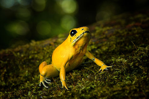 Golden Poison Dart Frog (yellow) on moss, Timbiquí, Colombia Here's the second individual of Golden Poison Dart Frog that we extensively photographed in Timbiquí. Whereas the first individual is a mint morph, this one is more yellow. This individual was also larger and even bolder than the other. 
https://www.jungledragon.com/image/146683/golden_poison_dart_frog_yellow_timbiqu_colombia.html
https://www.jungledragon.com/image/146682/golden_poison_dart_frog_yellow_on_bark_timbiqu_colombia.html
https://www.jungledragon.com/image/146680/golden_poison_dart_frog_yellow_on_fungus_timbiqu_colombia.html
https://www.jungledragon.com/image/146679/golden_poison_dart_frog_yellow_head_closeup_timbiqu_colombia.html
Mint morph:

https://www.jungledragon.com/image/146666/golden_poison_dart_frog_mint_on_log_side_view_timbiqu_colombia.html Cauca,Colombia,Colombia 2022,Geotagged,Golden Poison Dart Frog,Phyllobates terribilis,South America,Summer,Timbiquí,World